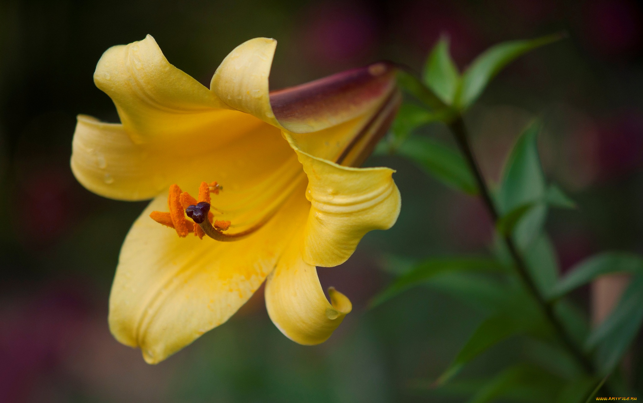 цветы, лилии, , лилейники, лилия, макро, лепестки