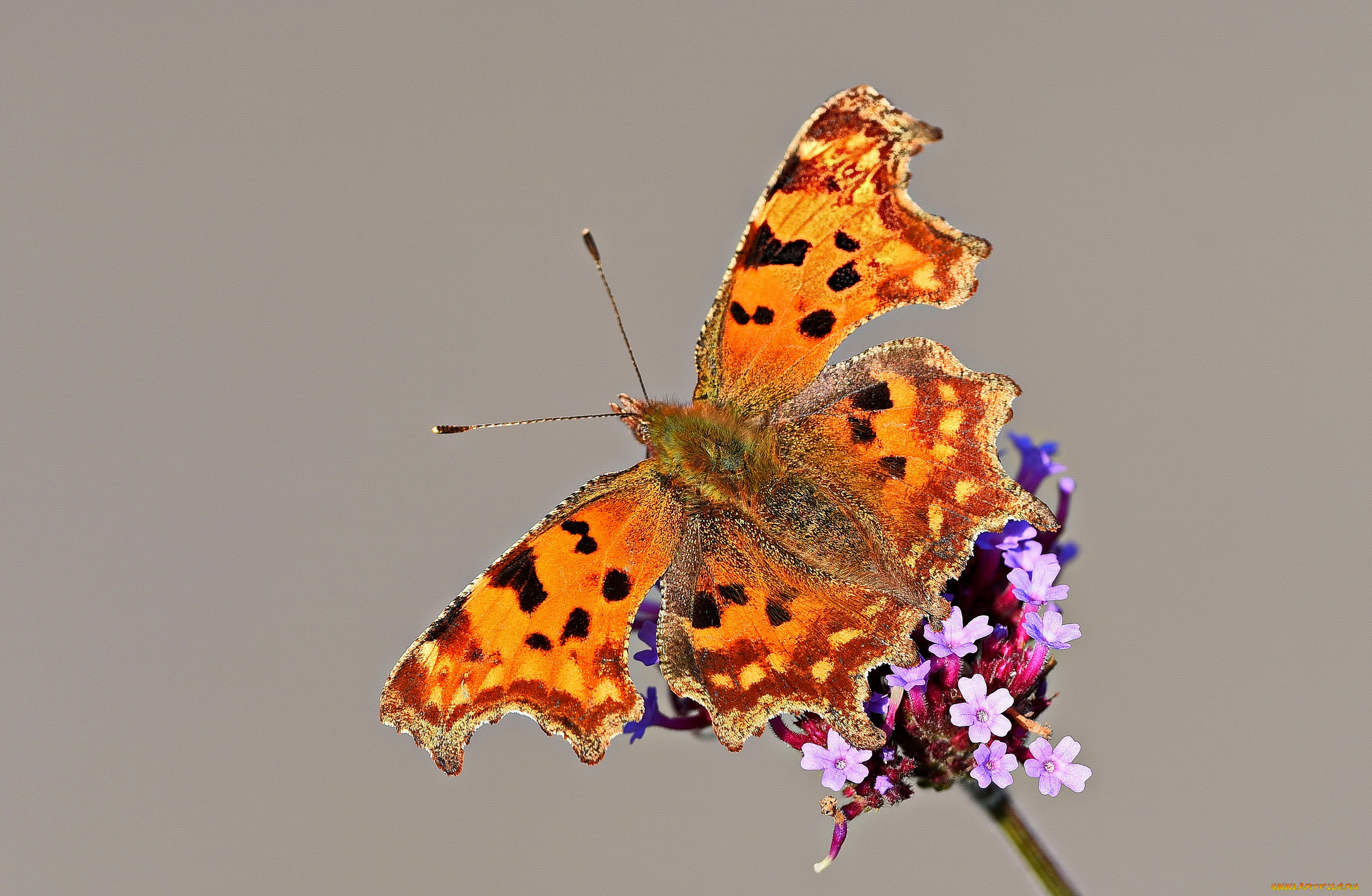 животные, бабочки, , мотыльки, , моли, бабочка