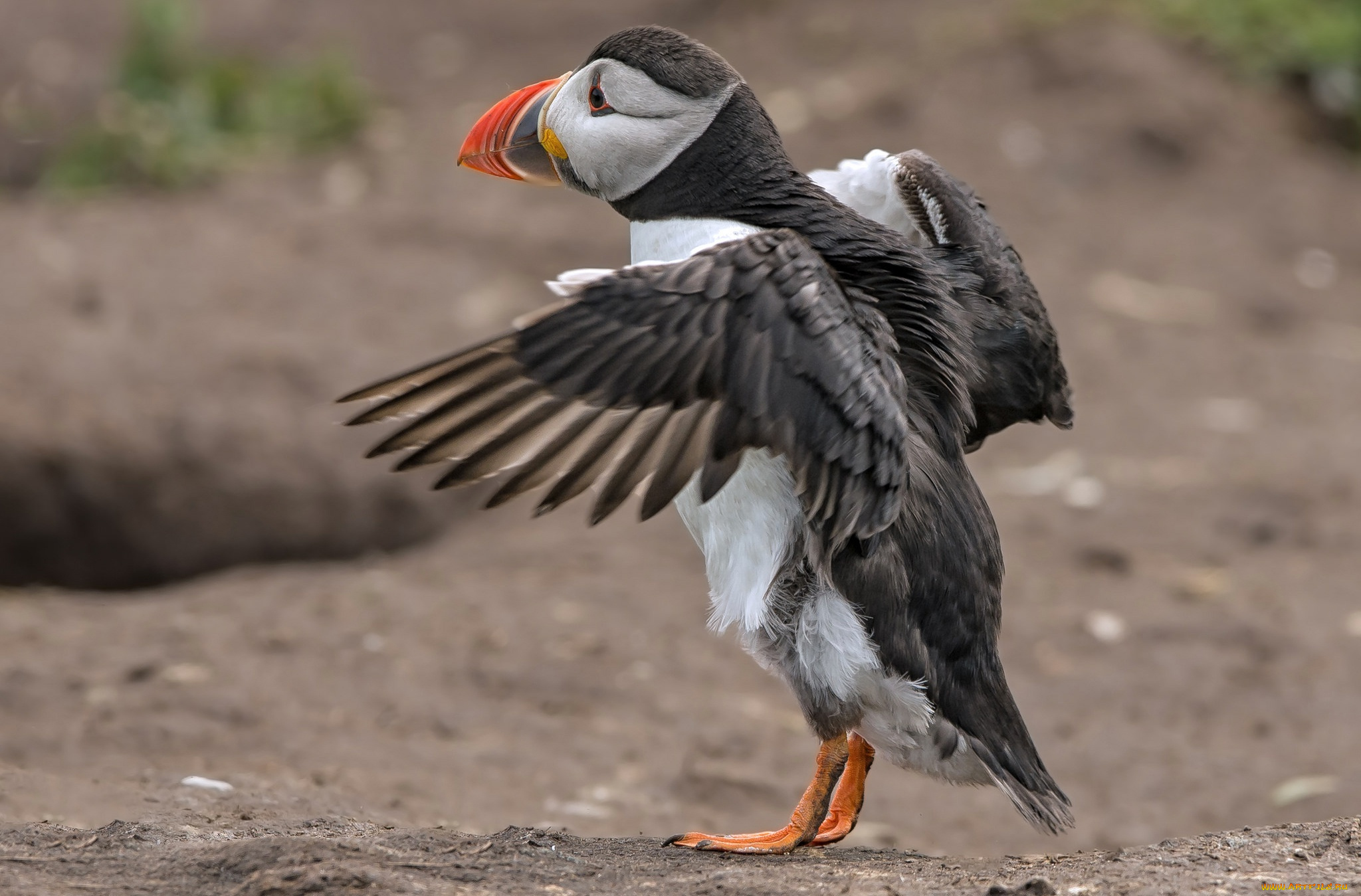 животные, тупики, птица, крылья, клюв, тупик