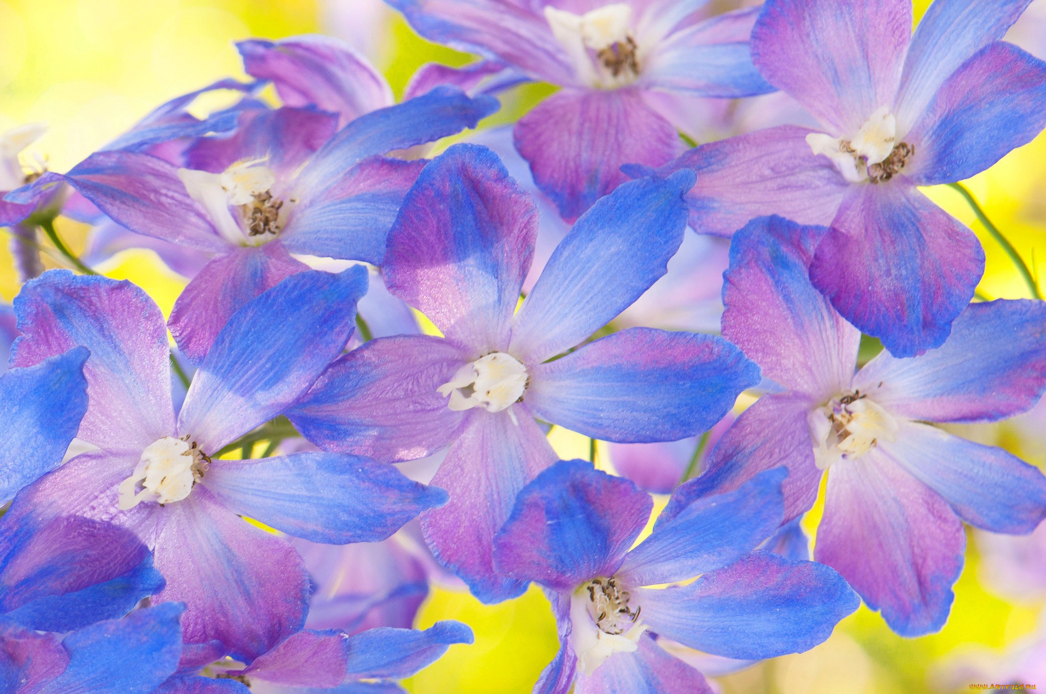 цветы, дельфиниум, лепестки, текстура, природа