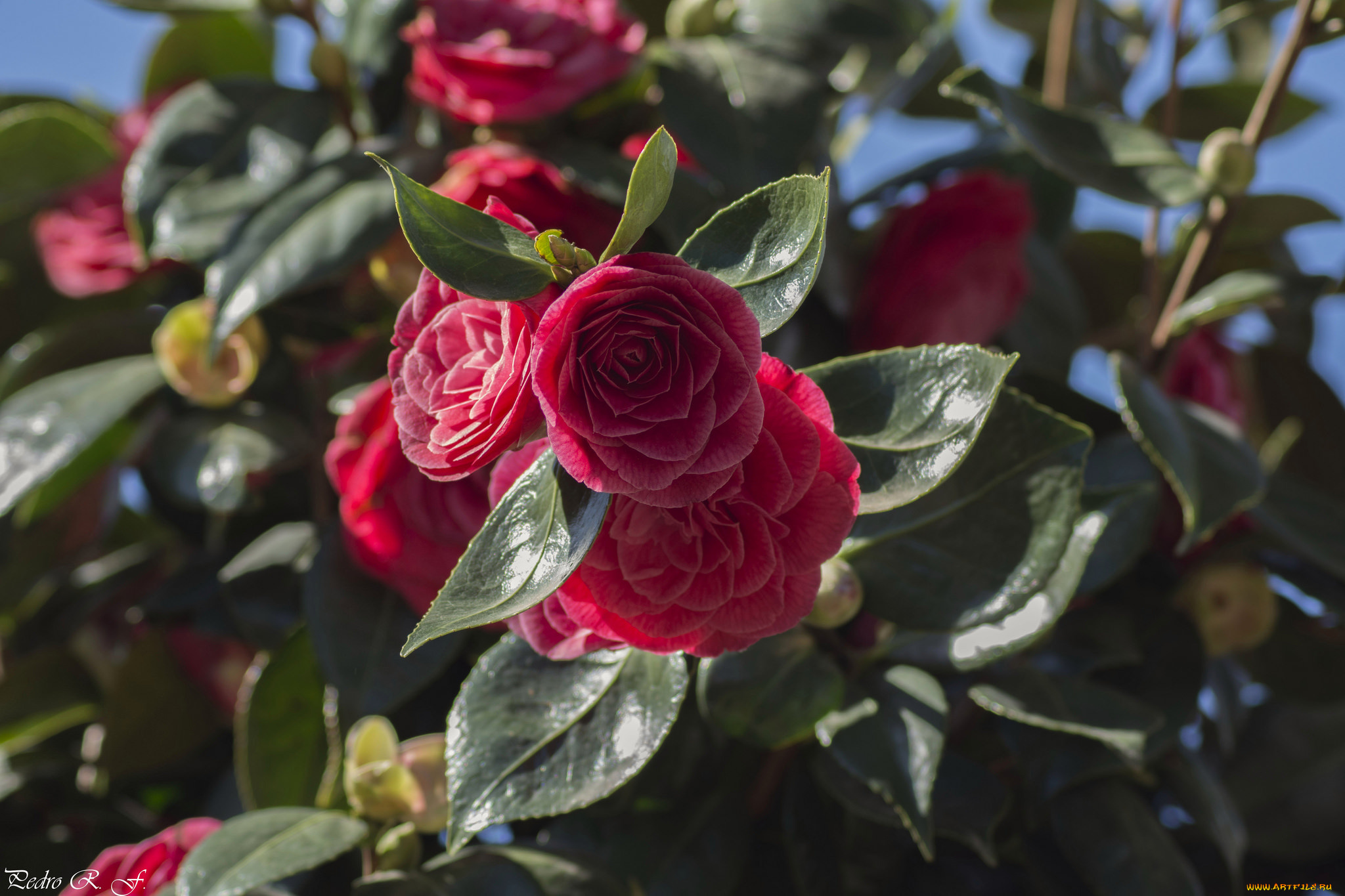 цветы, камелии, бутон, листья, камелия, лепестки, нежность, цветение, розовая