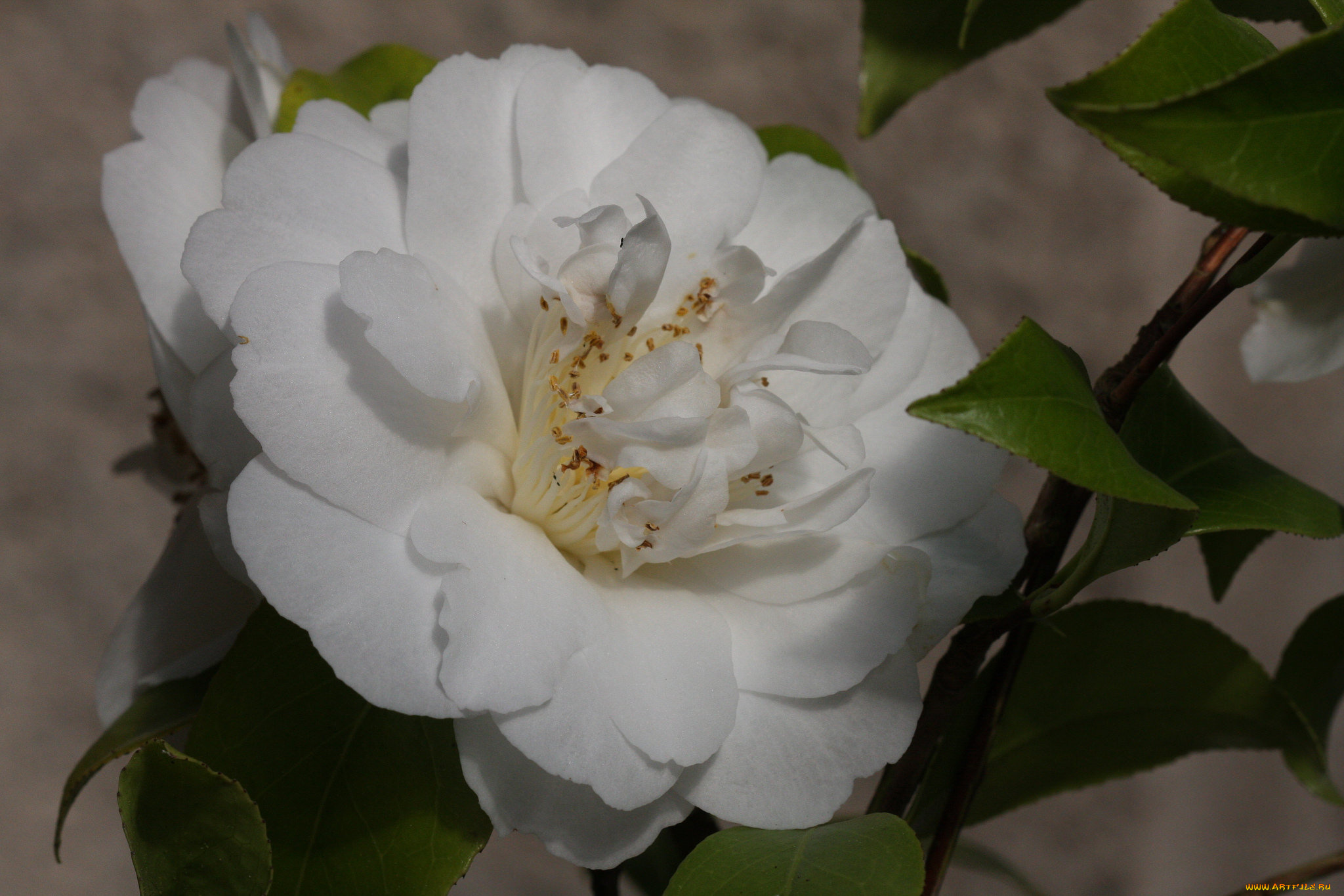 цветы, камелии, leaf, кустарник, camellia, цветение, бутон, листья, камелия, shrubs, flowering, bud