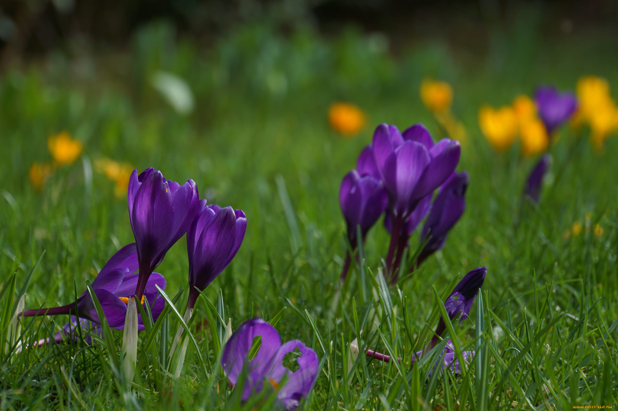 цветы, крокусы, капли, зелень, цветение