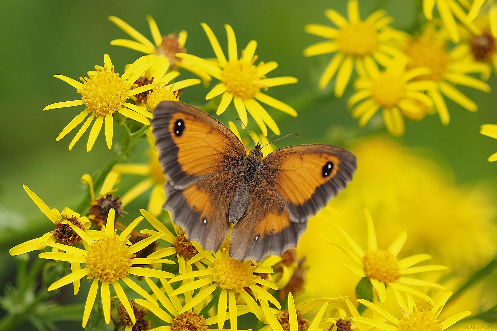 животные, бабочки, , мотыльки, , моли, бабочка