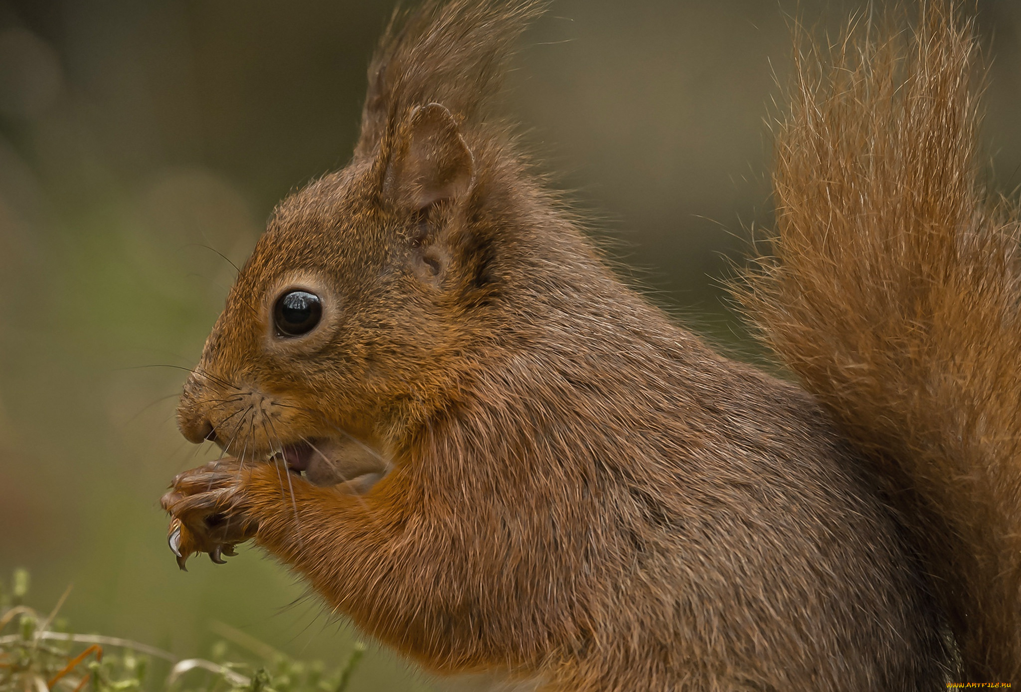 животные, белки, грызун, белочка, белка, хвост