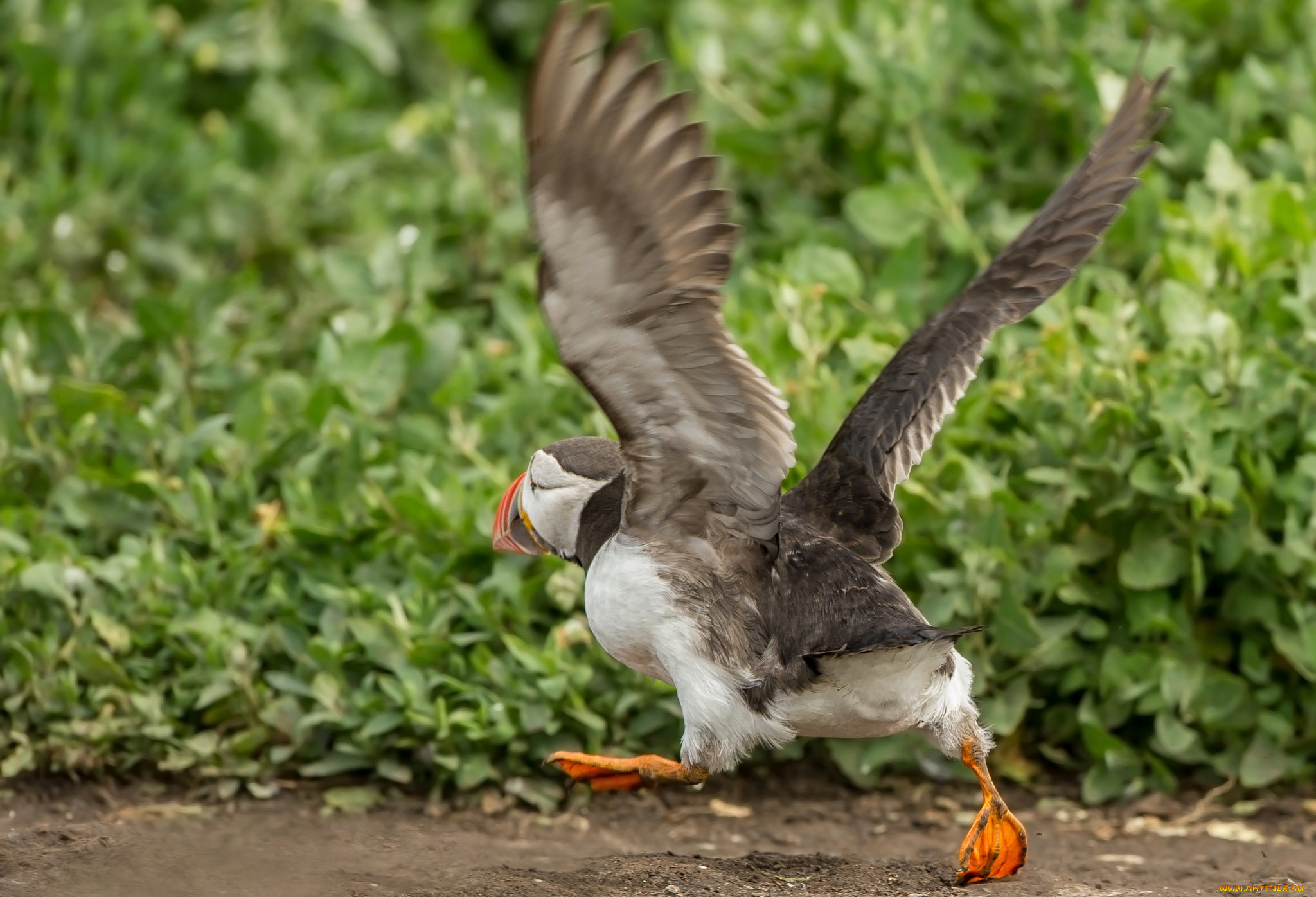 животные, тупики, тупик, крылья, птица