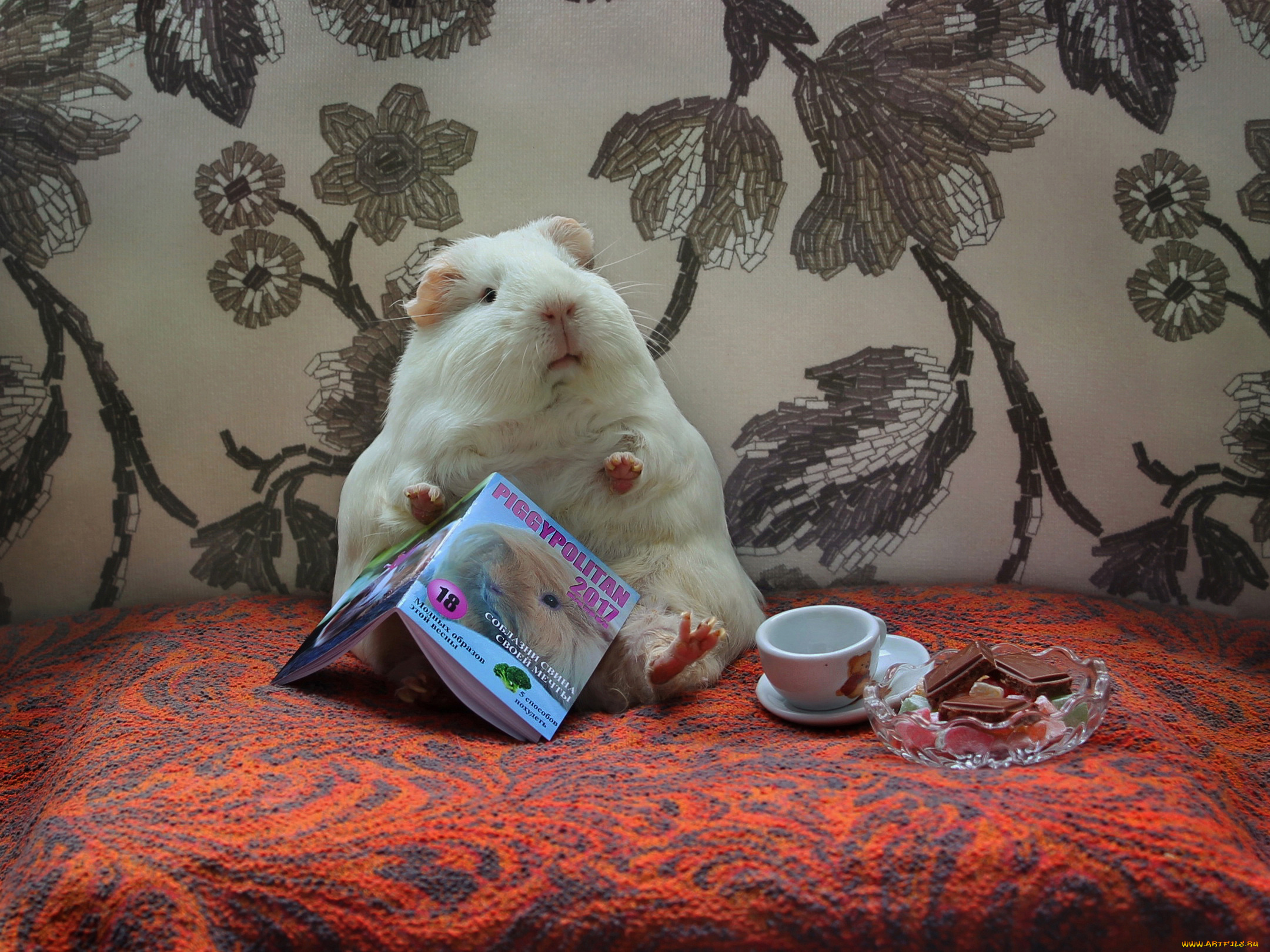 животные, морские, свинки, , хомяки, юмор, сладости, журнал, композиция, май, морские, свинки, весна