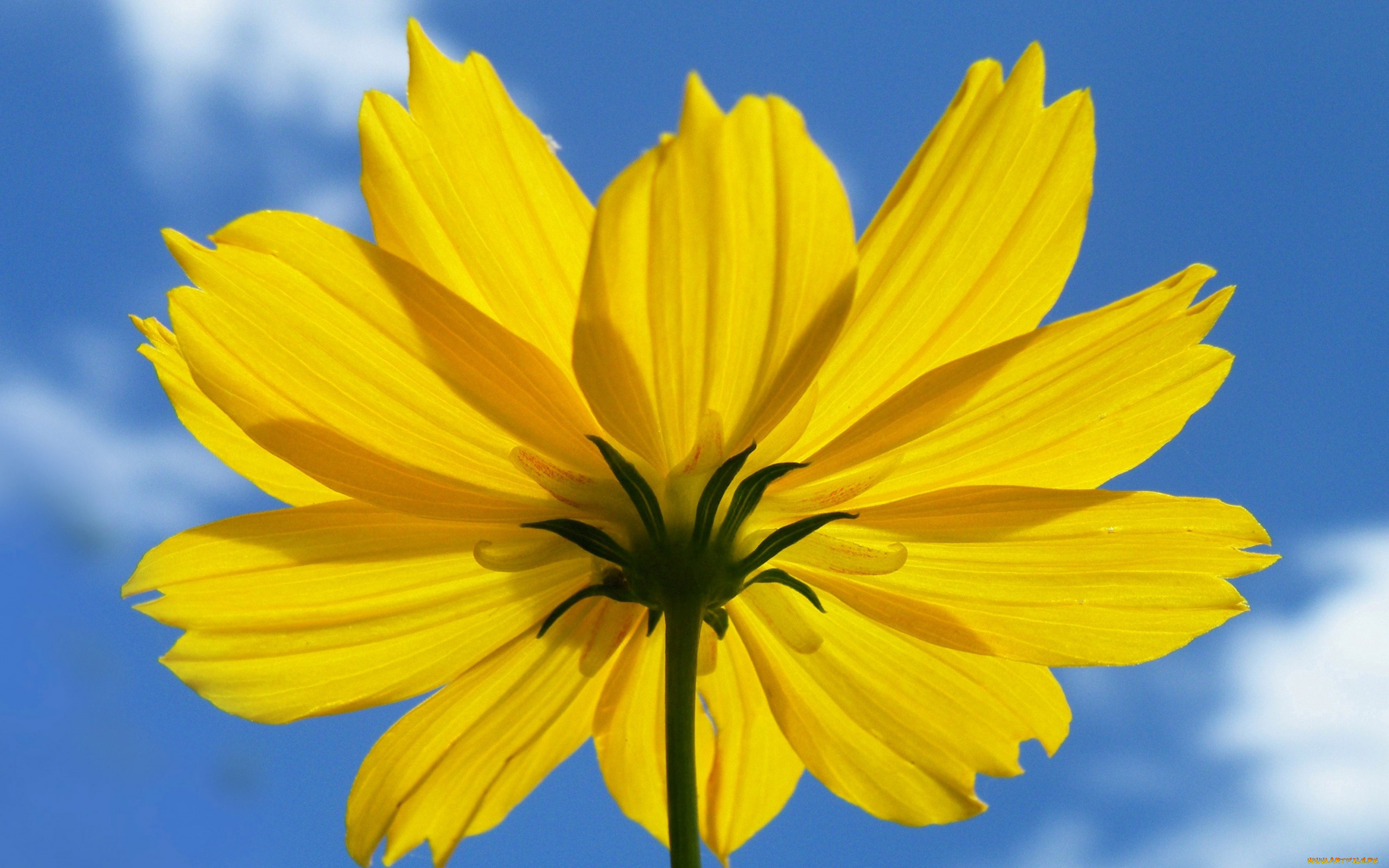 цветы, космея, цветок, лепестки, облака, небо