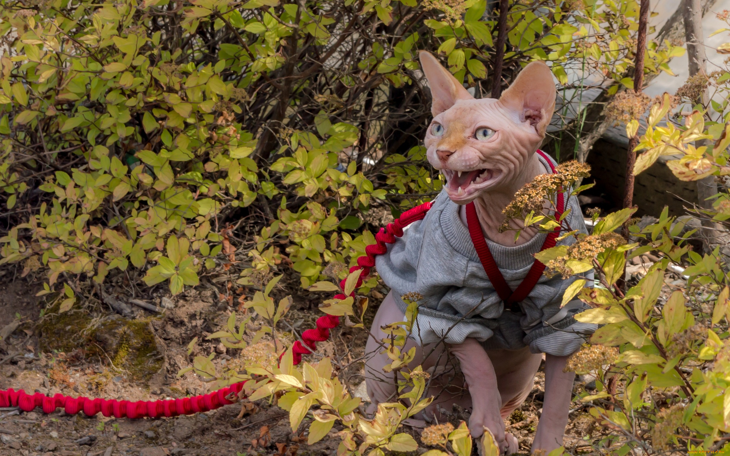 животные, коты, кошка, кот, поводок, кусты, злюка, сфинкс