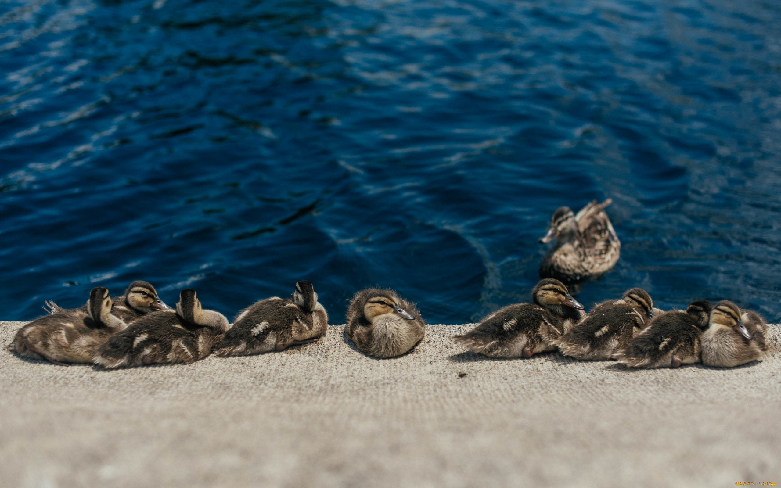 животные, утки, много, вода