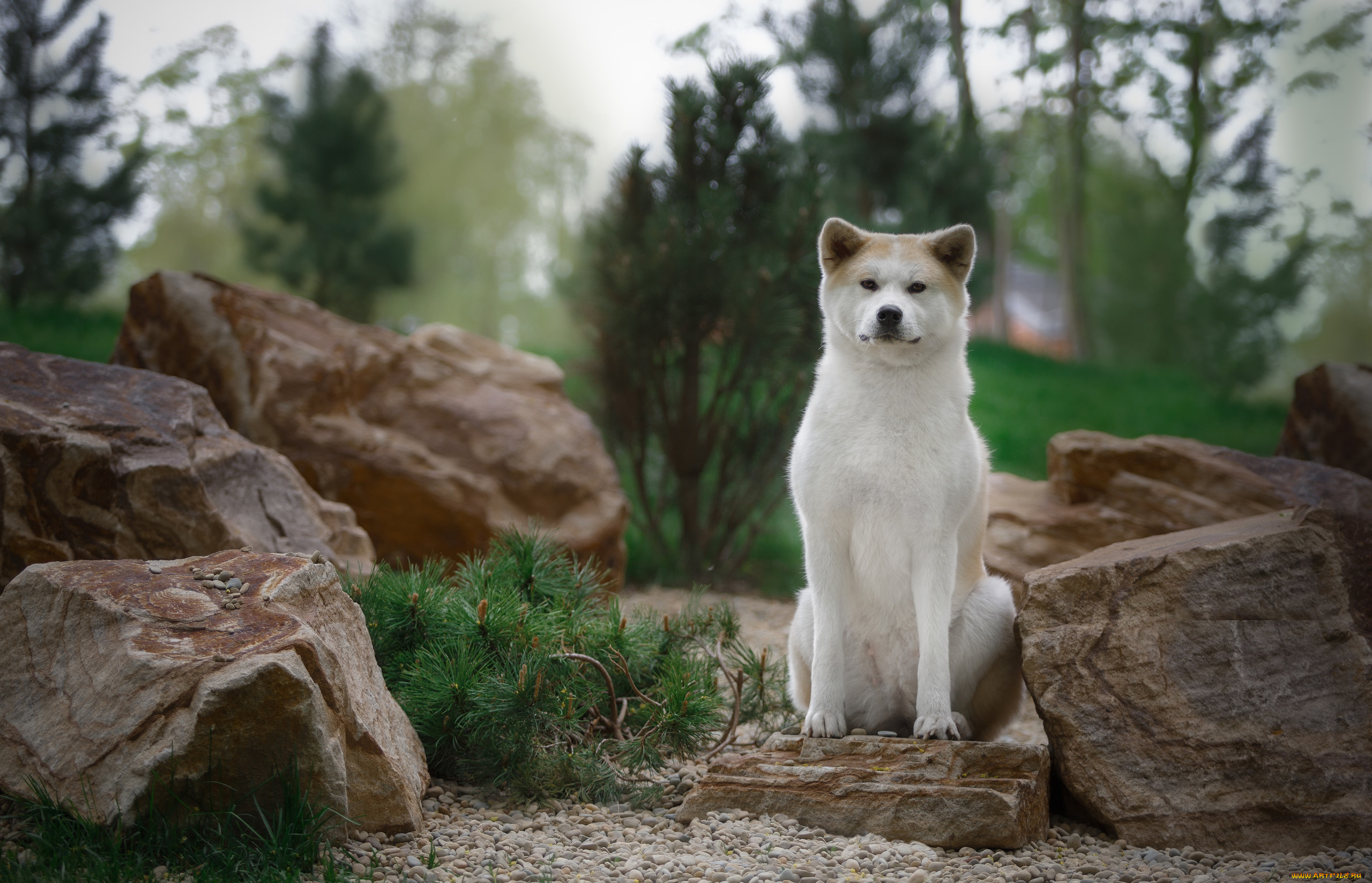 животные, собаки, природа, камни, хвоя, ветки, валуны, пёс, собака, животное, акита-ину