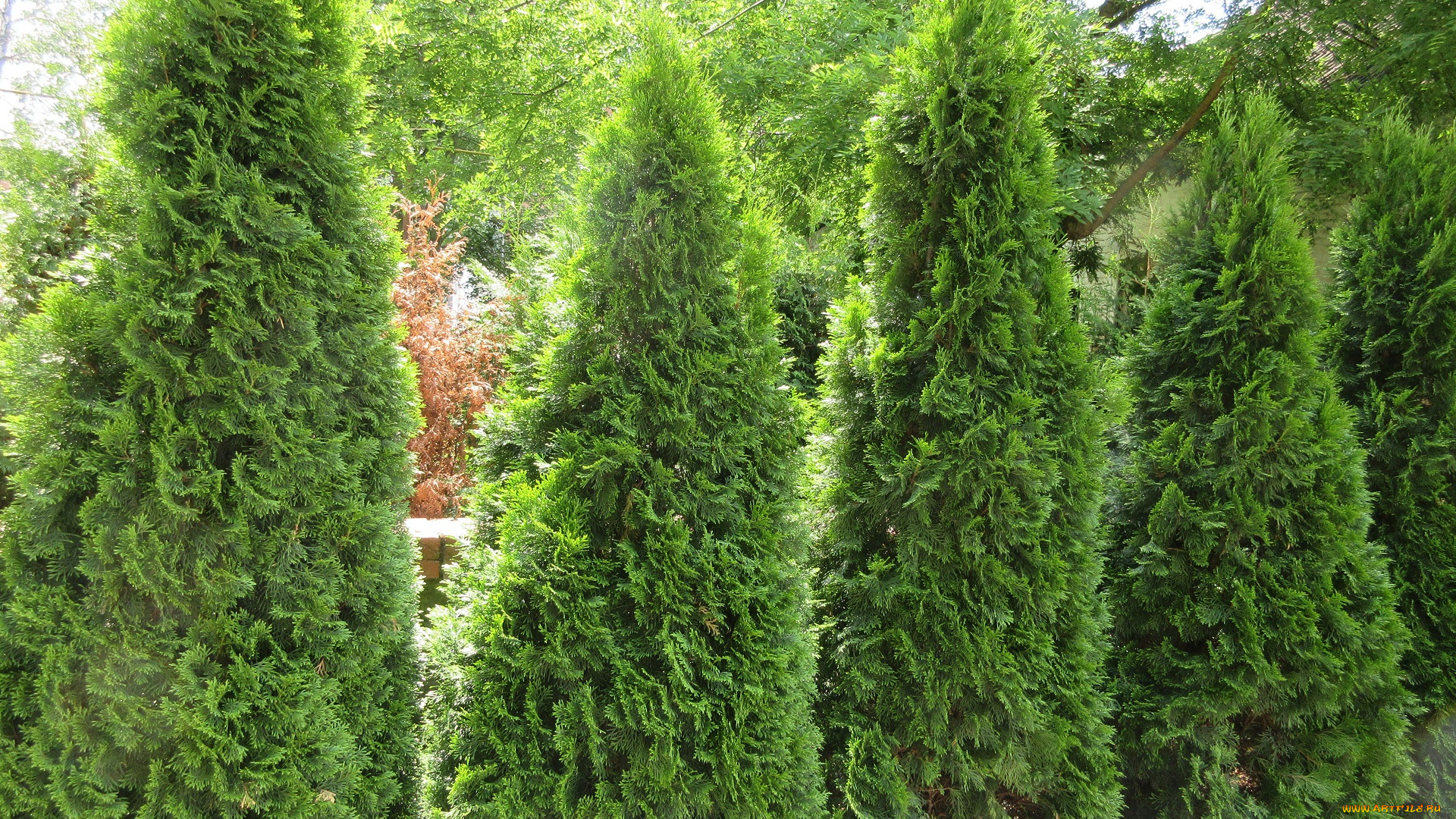 природа, деревья, весна, 2018