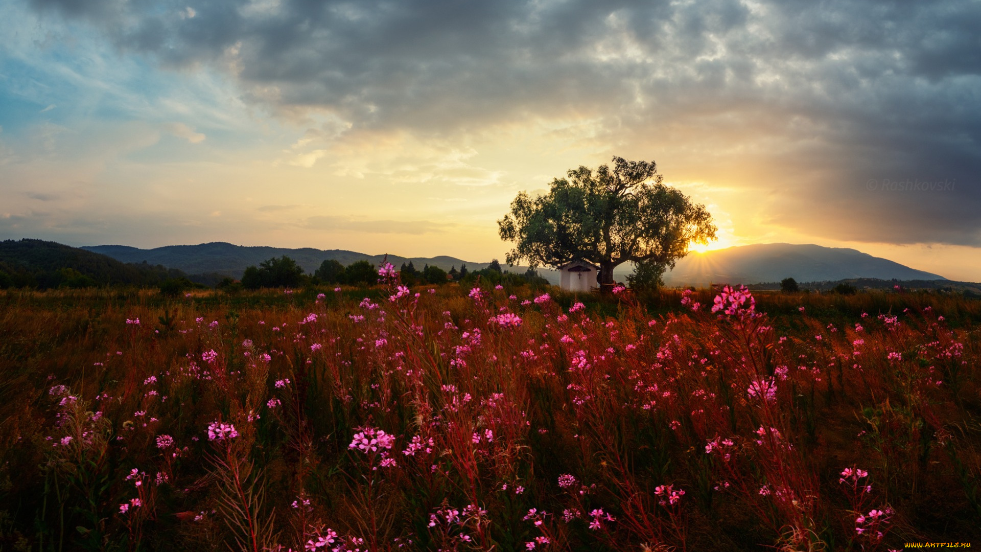 природа, луга, небо, тучи, цветы, трава, луг, дерево