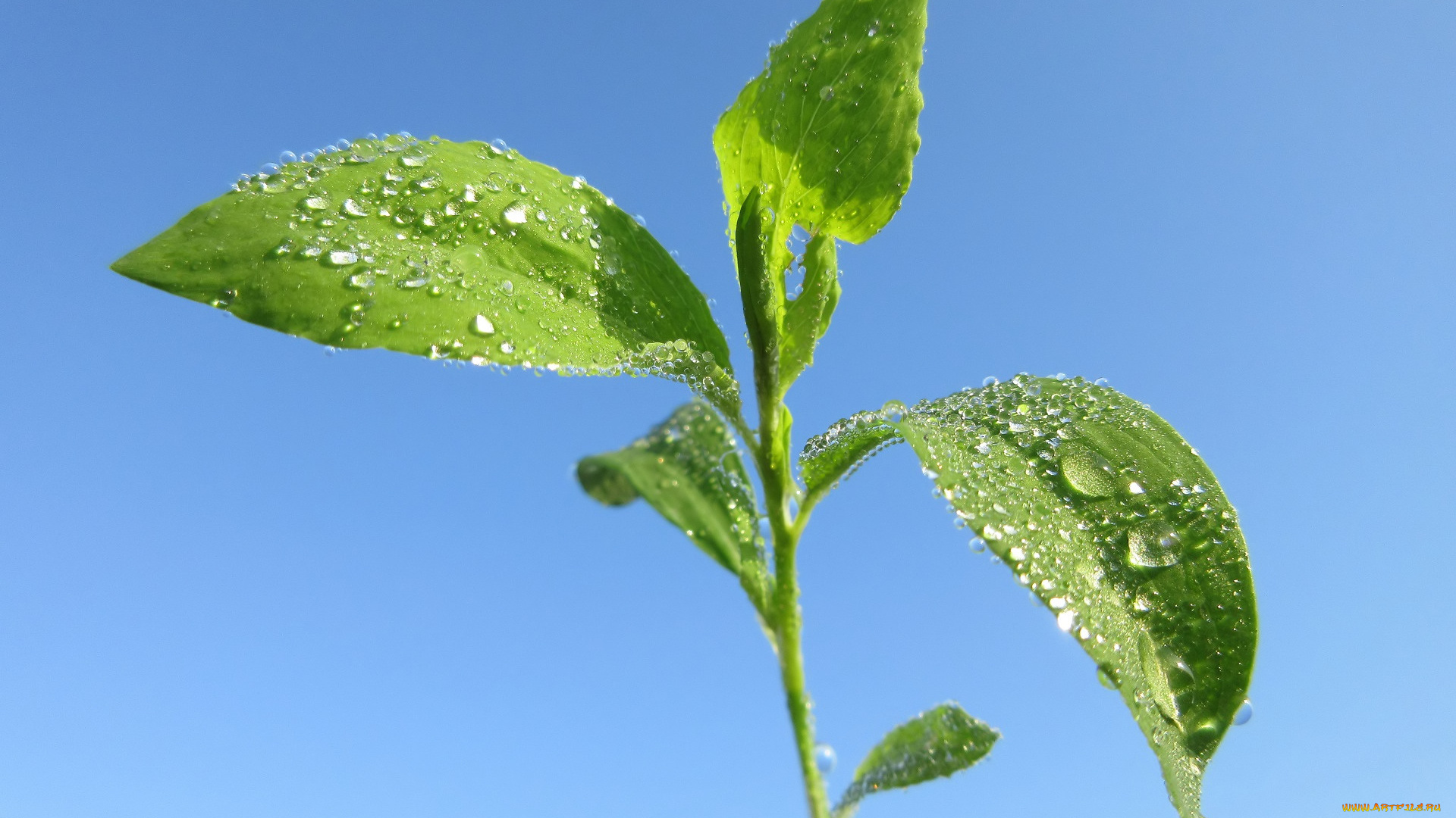 природа, макро, весна, 2018