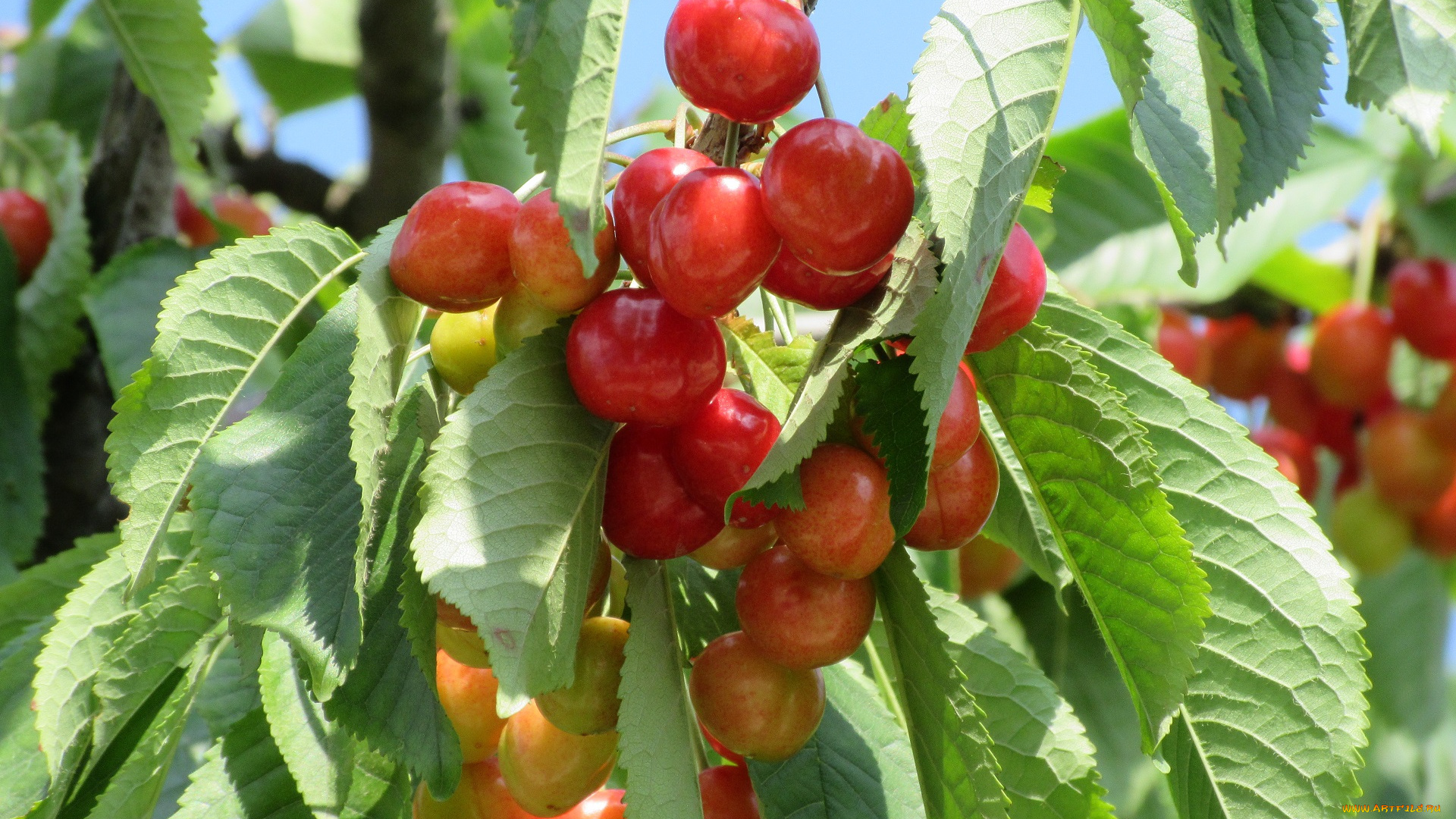 природа, Ягоды, черешня, весна, 2018