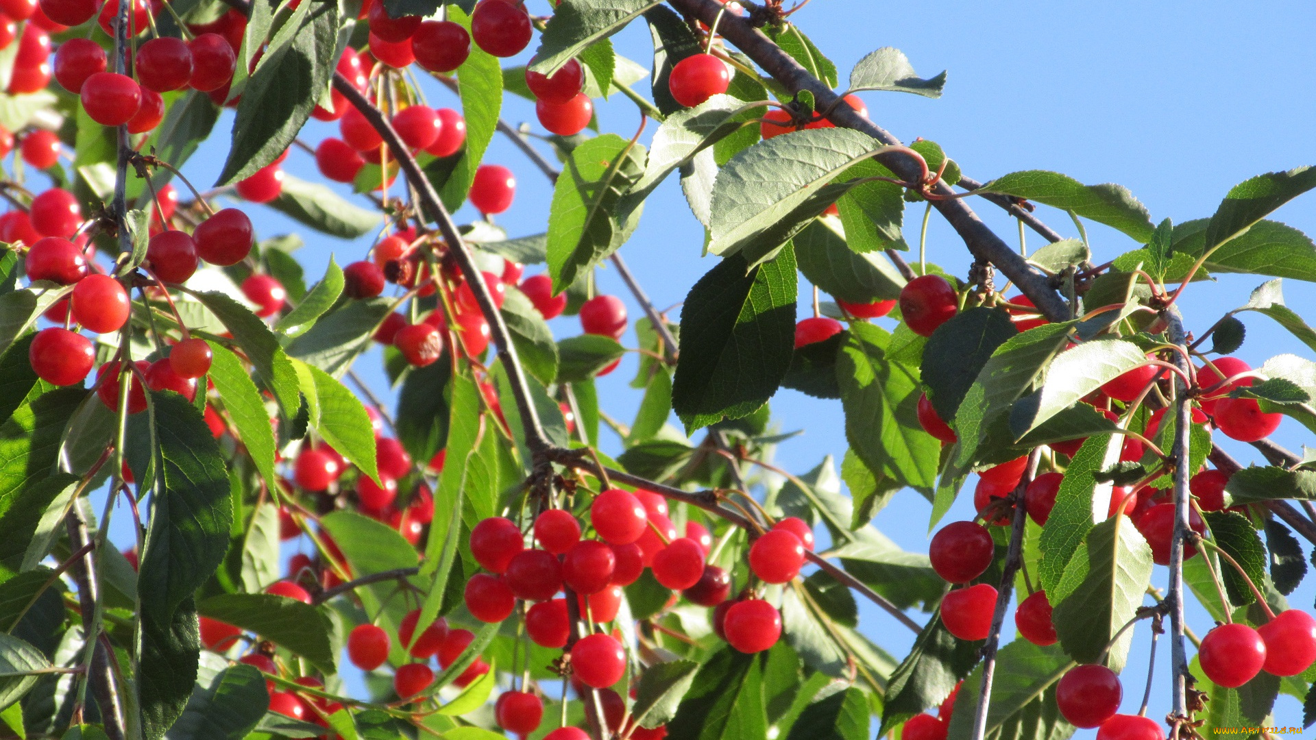 природа, Ягоды, лето, 2018, вишня