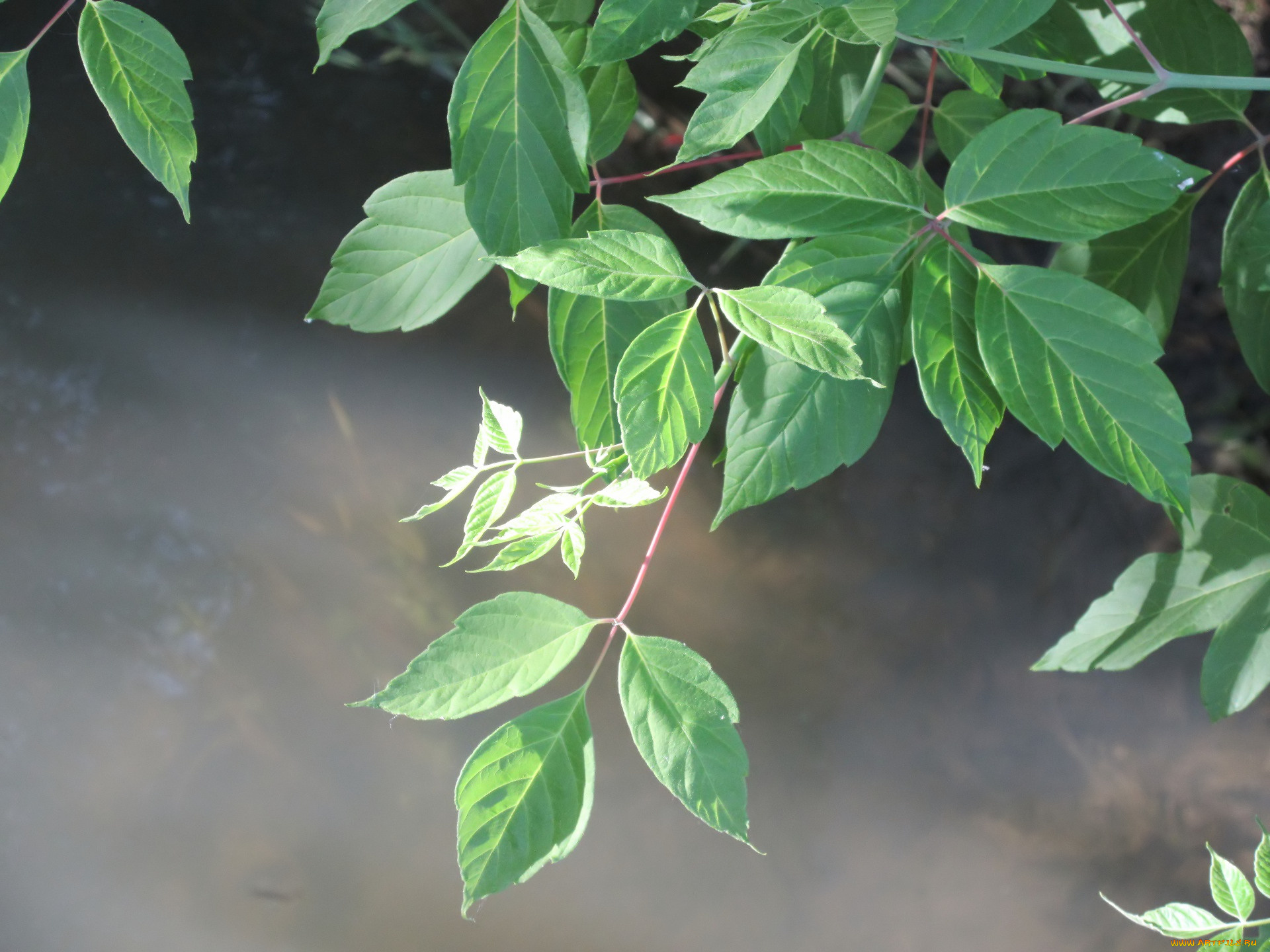 природа, листья, весна, 2018