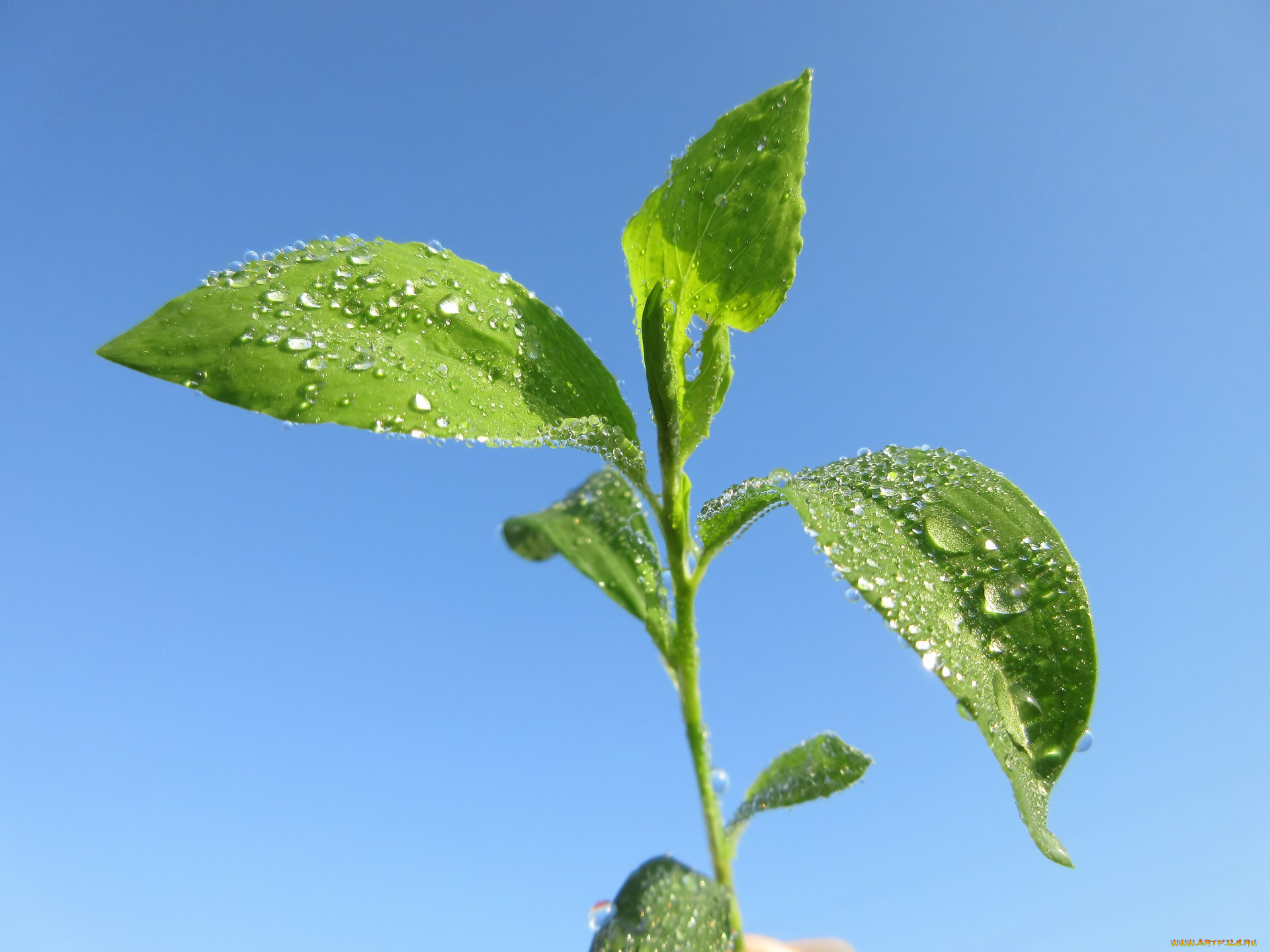 природа, макро, весна, 2018