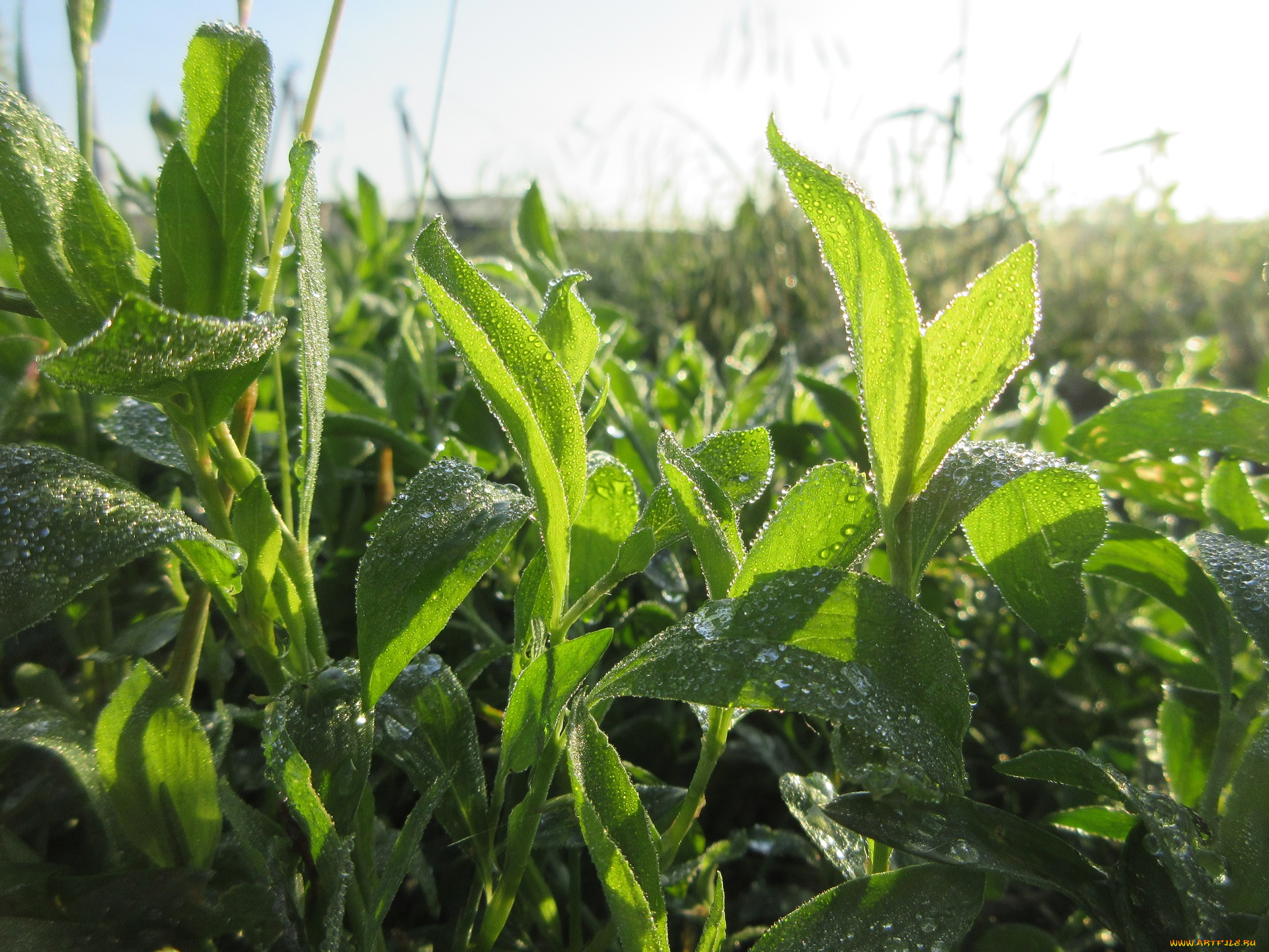 природа, макро, весна, 2018