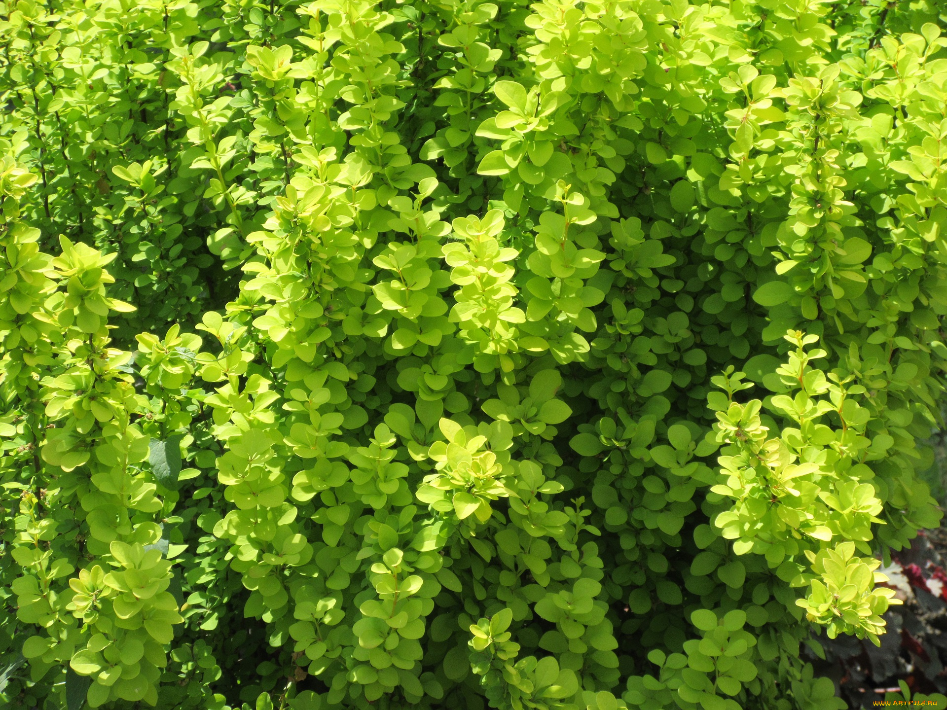 природа, макро, весна, 2018