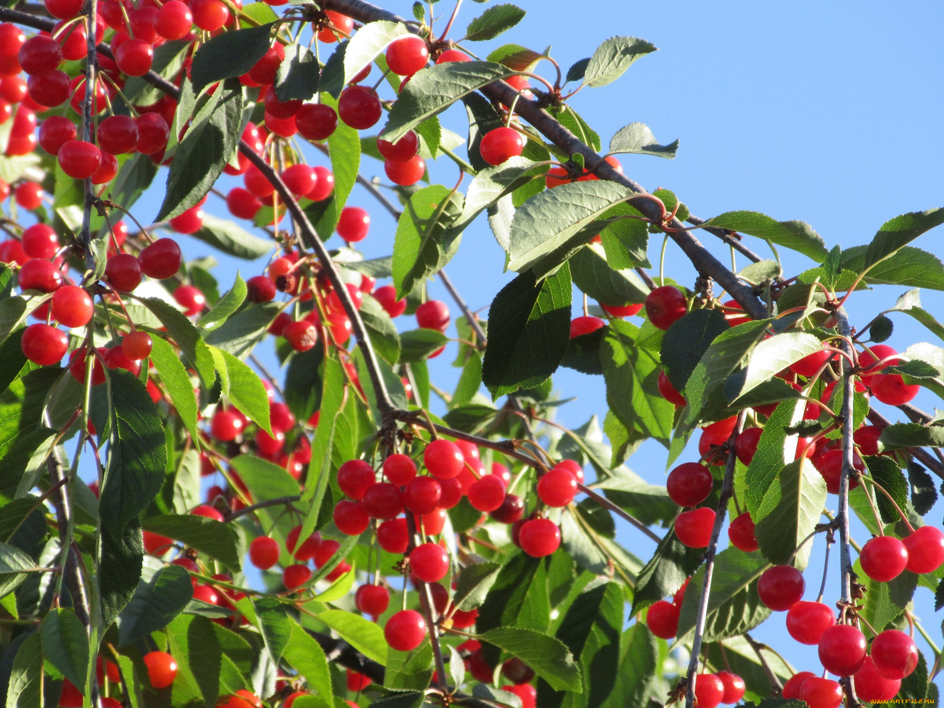 природа, Ягоды, лето, 2018, вишня