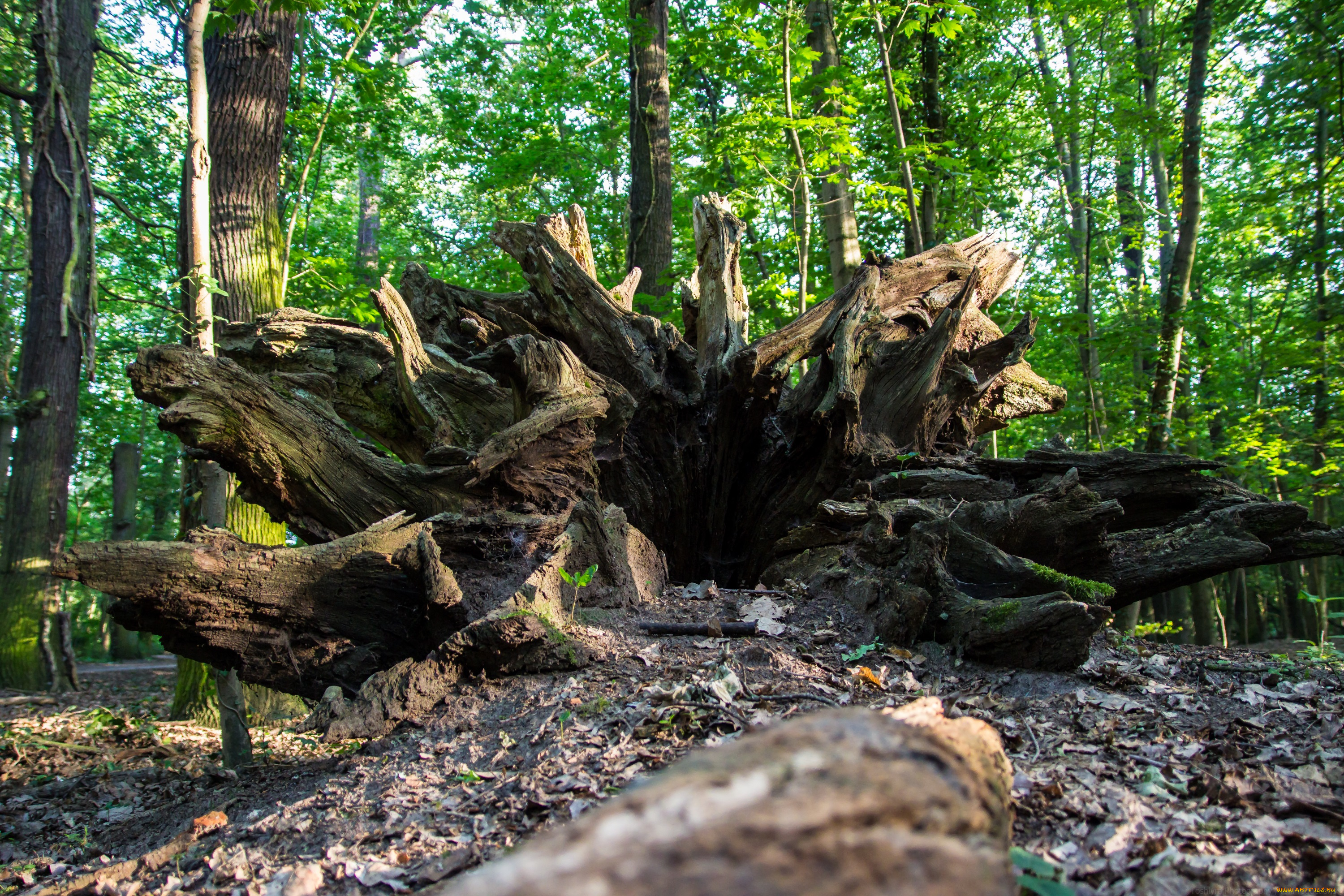 природа, лес, деревья