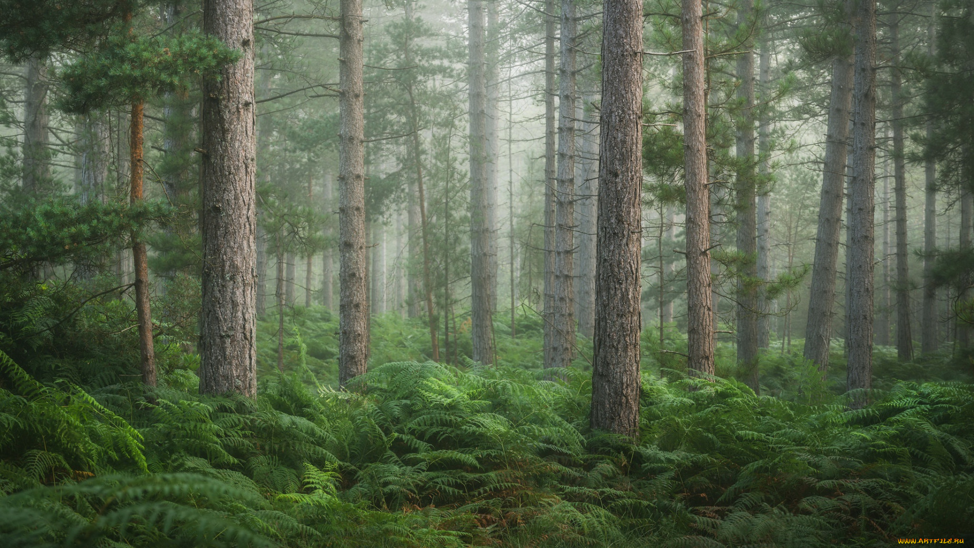 природа, лес, лето, туман