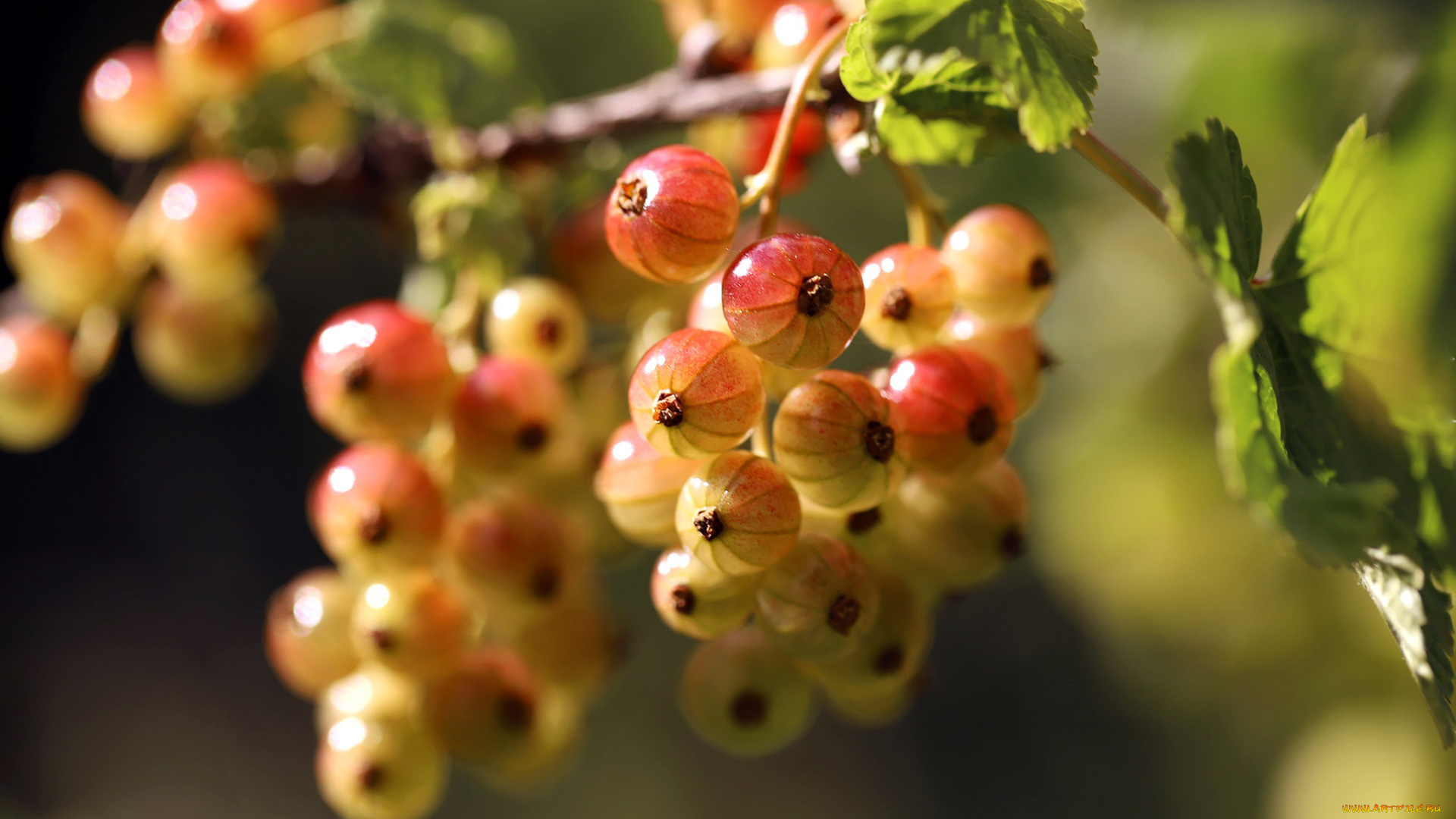 природа, ягоды, смородина