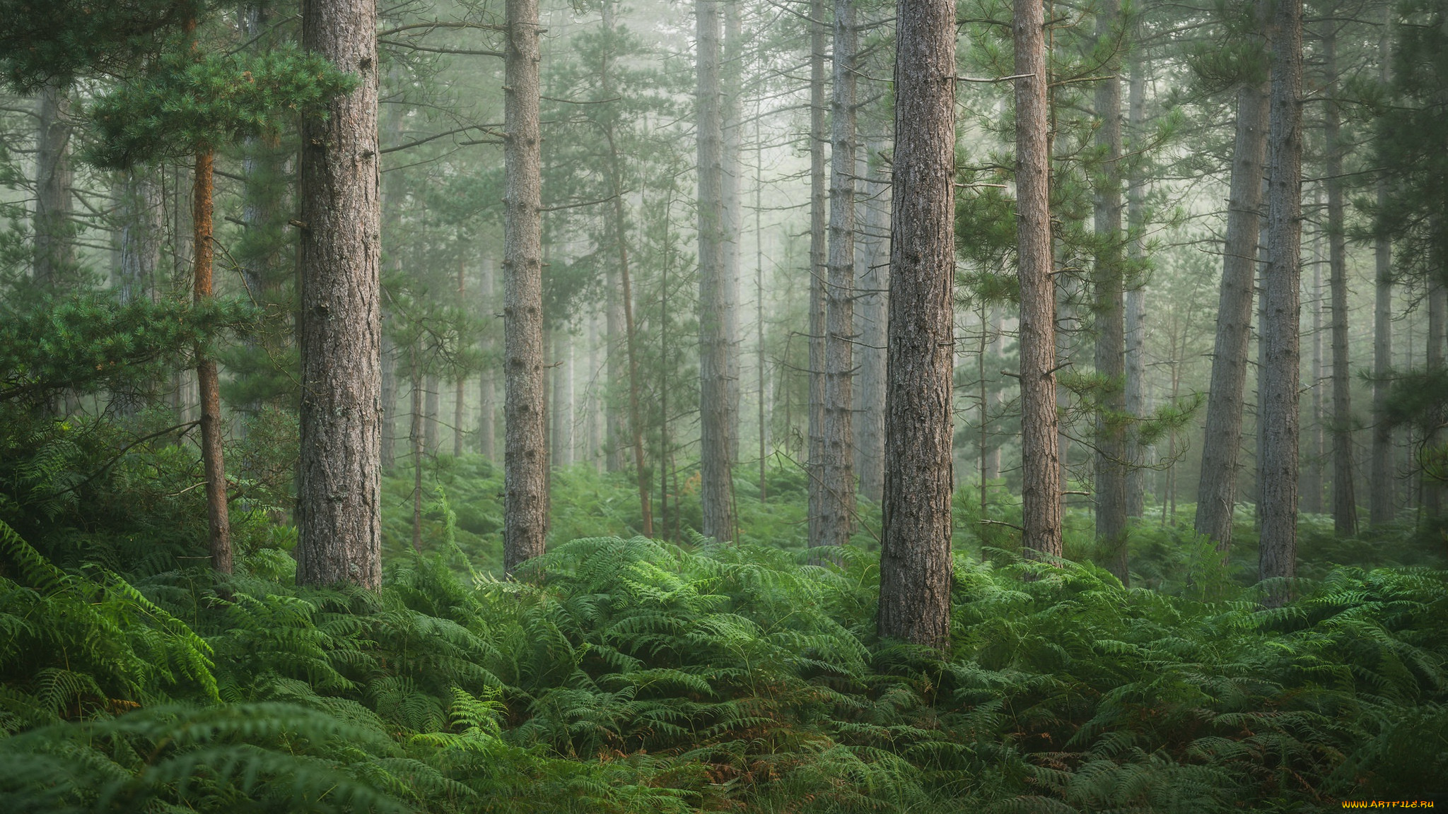 природа, лес, лето, туман