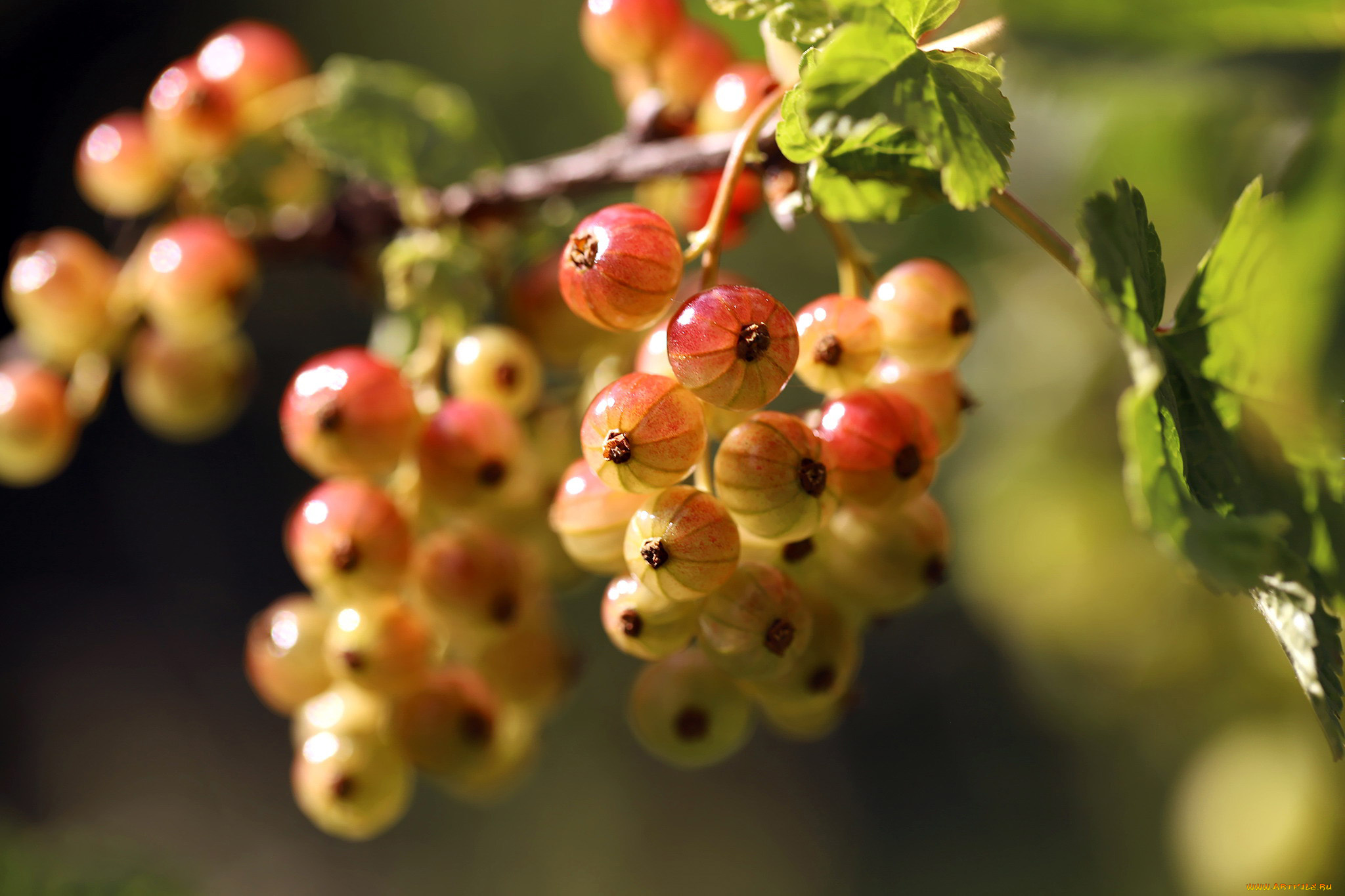 природа, ягоды, смородина