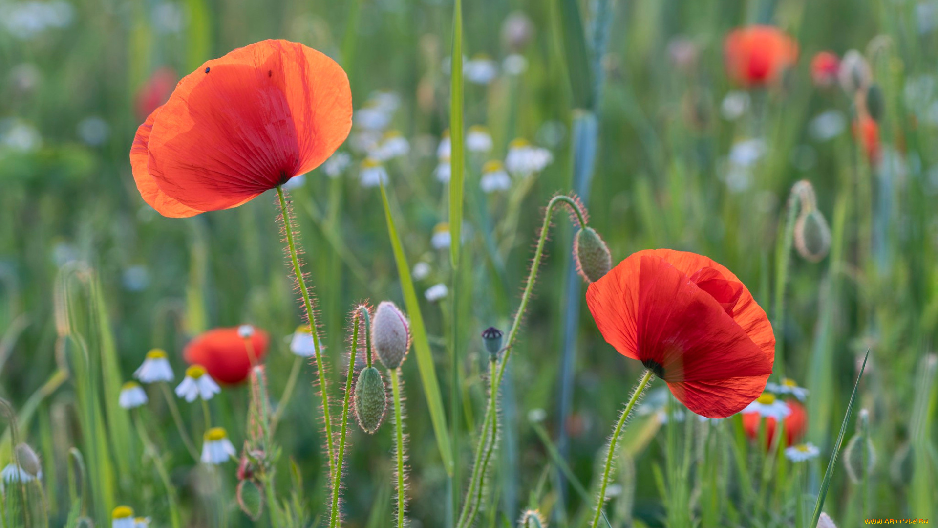 цветы, маки, луг, бутоны