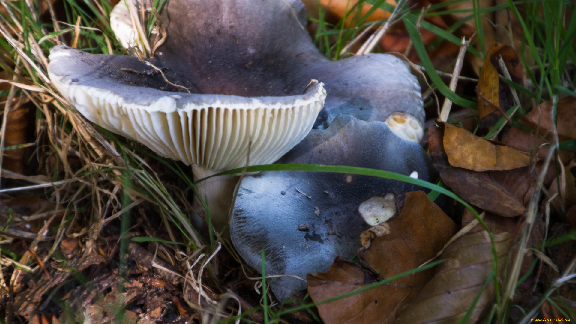 природа, грибы, грибная, семейка