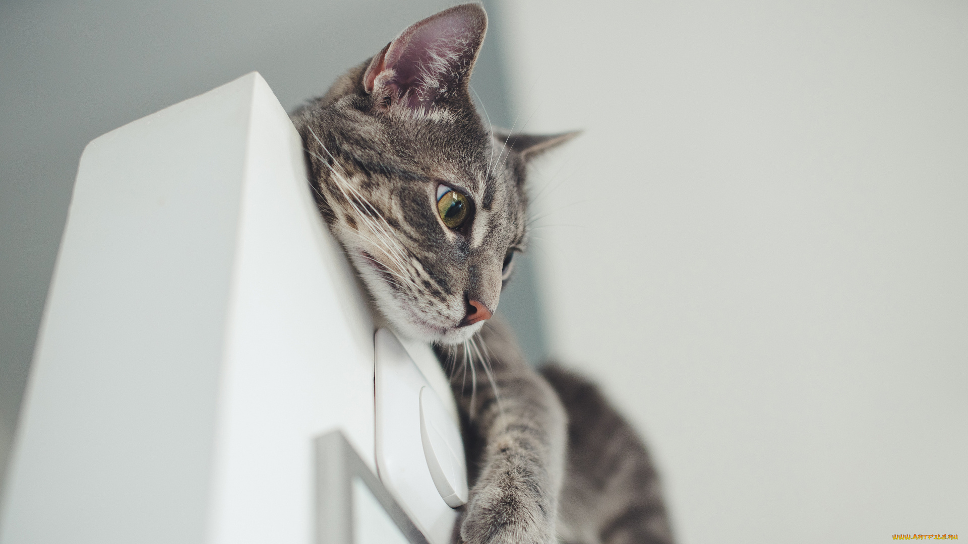 животные, коты, кот, серый, дверь