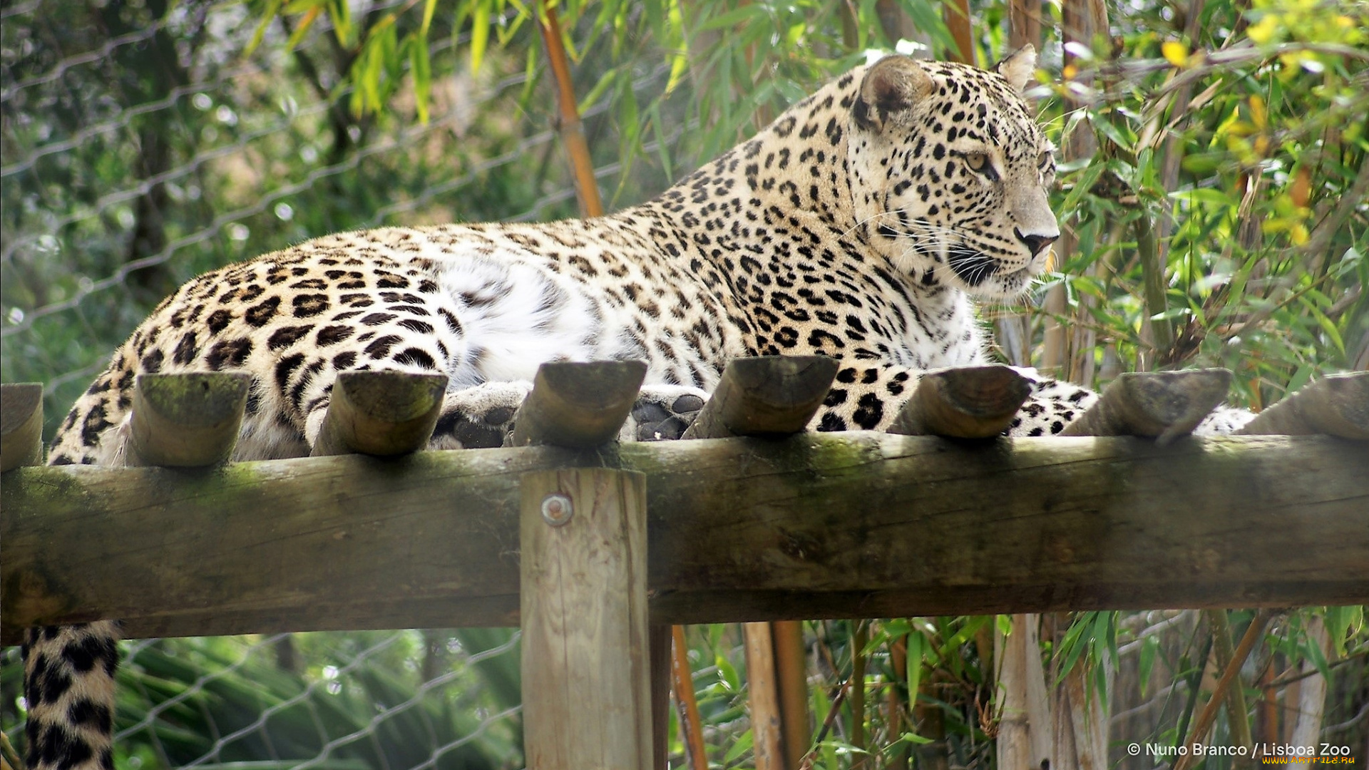 животные, леопарды, леопард, площадка, зоопарк