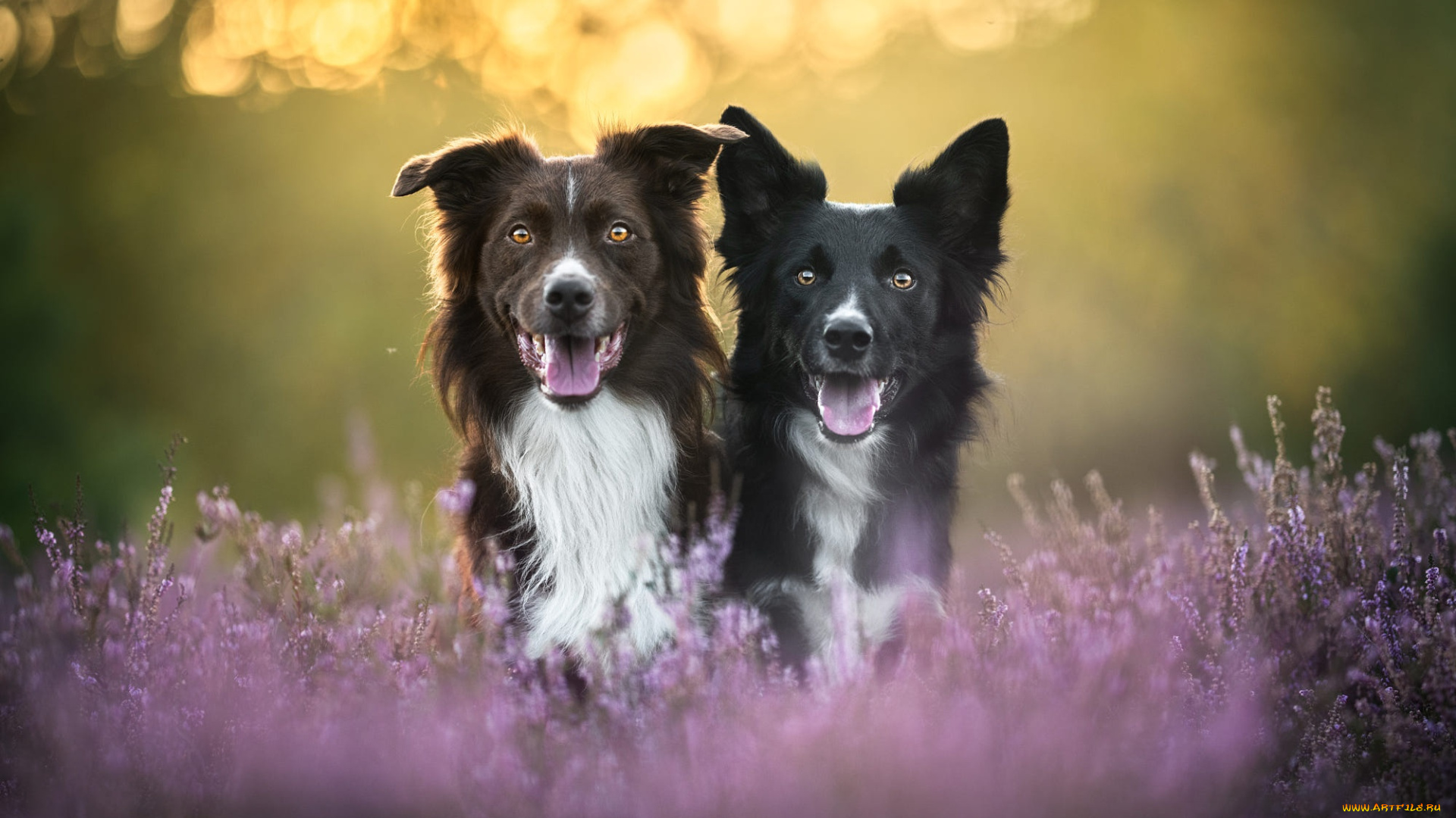 животные, собаки, собака