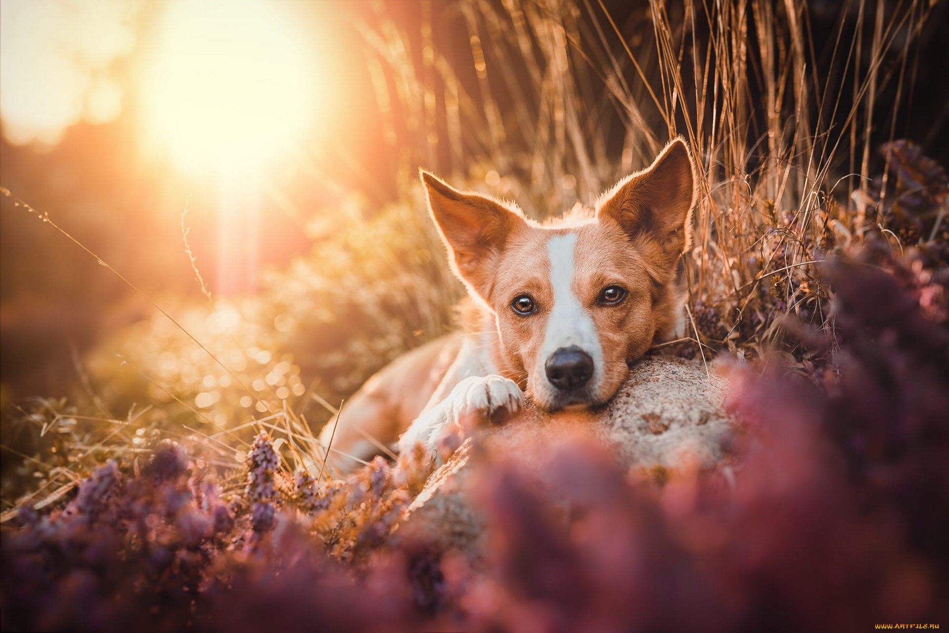животные, собаки, собака
