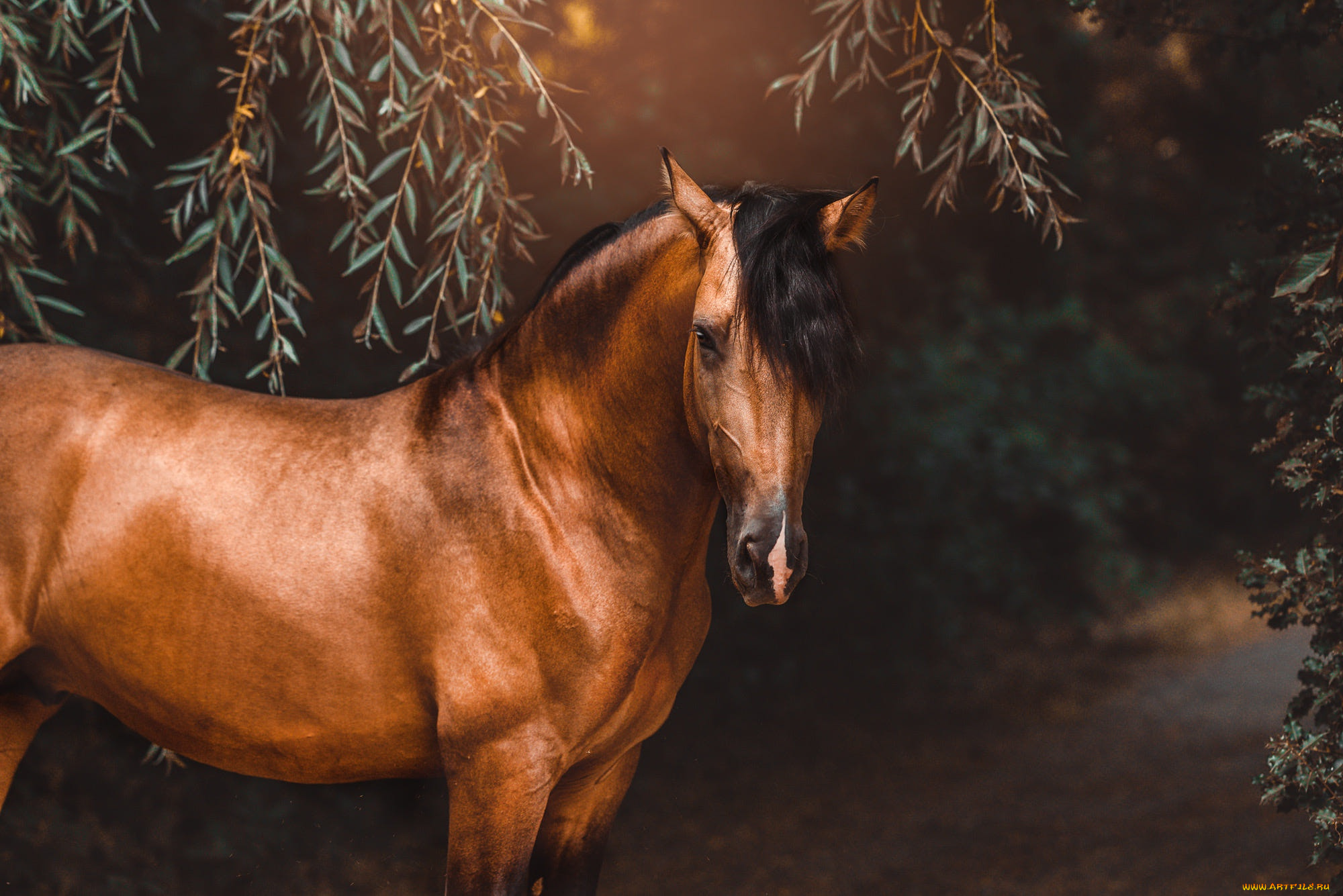 животные, лошади, лошадь