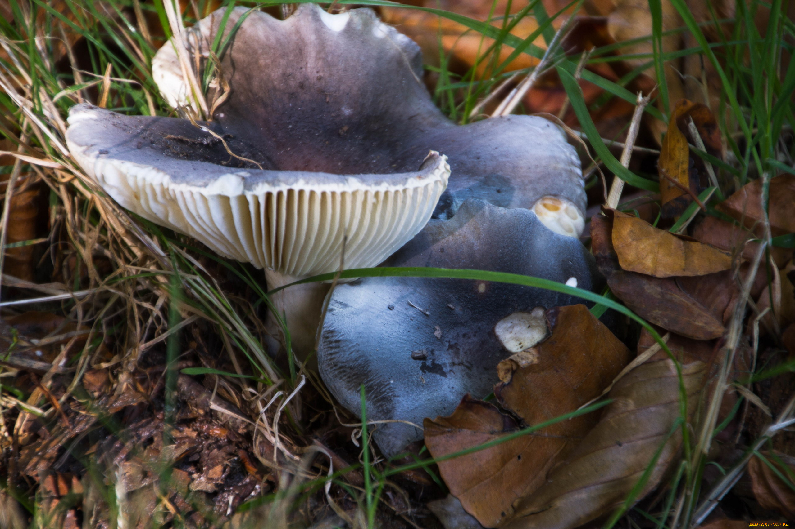 природа, грибы, грибная, семейка