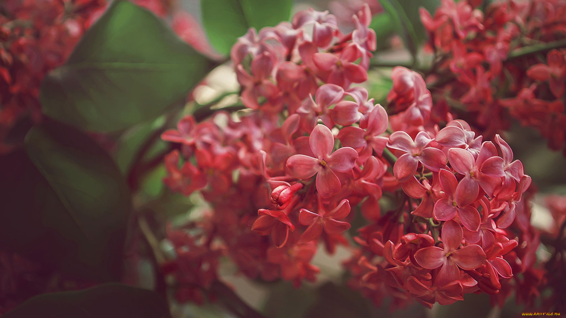 цветы, сирень, весна