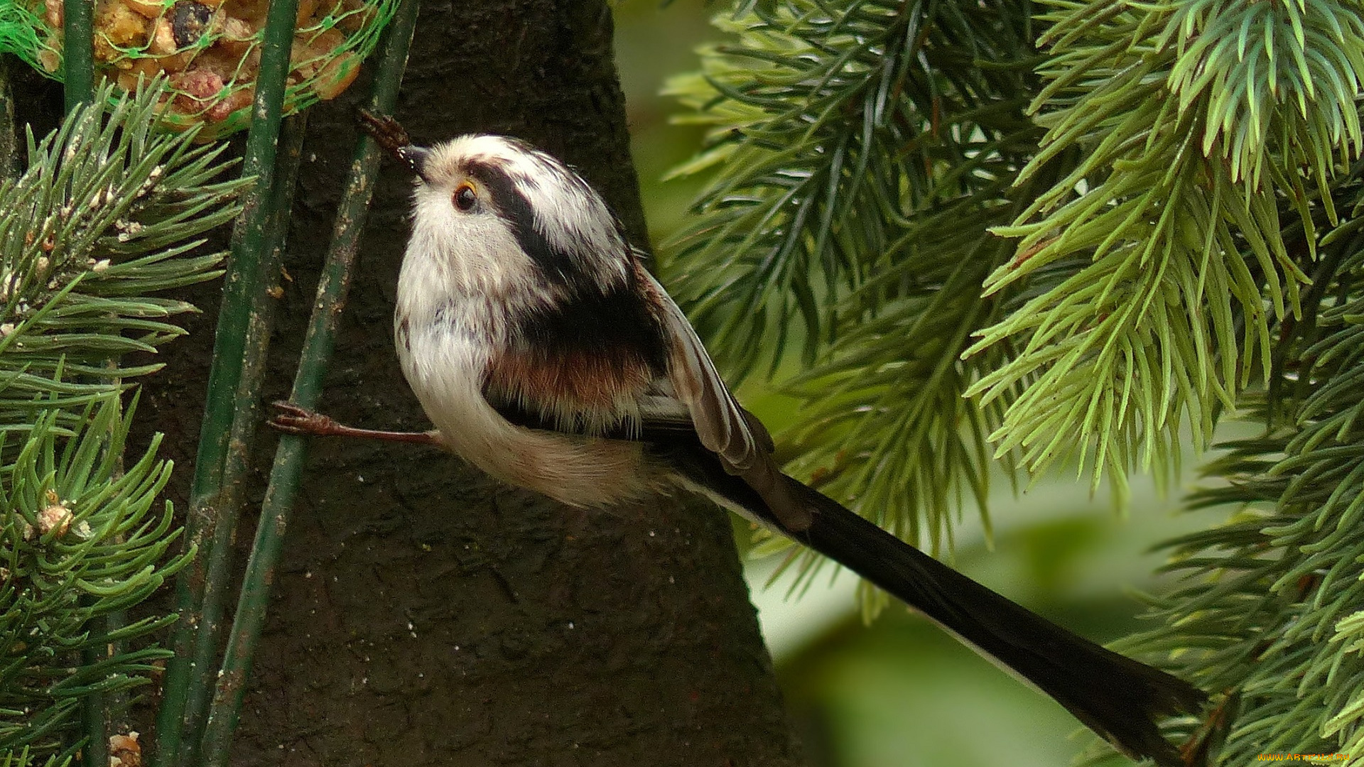 животные, синицы, , лазоревки, птица