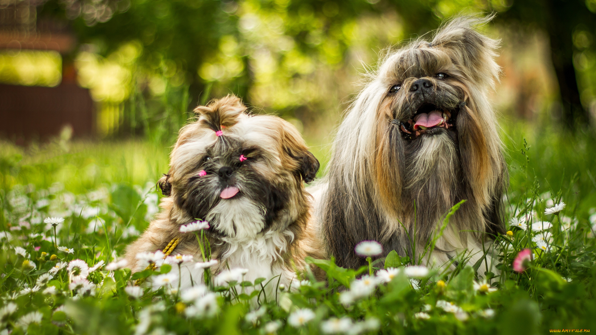 животные, собаки