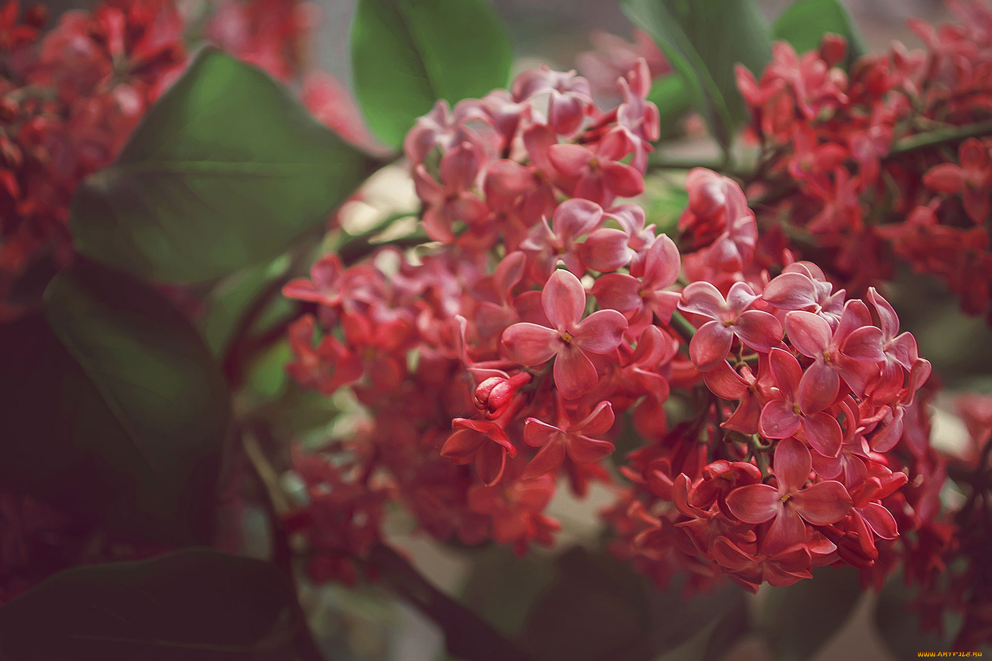 цветы, сирень, весна