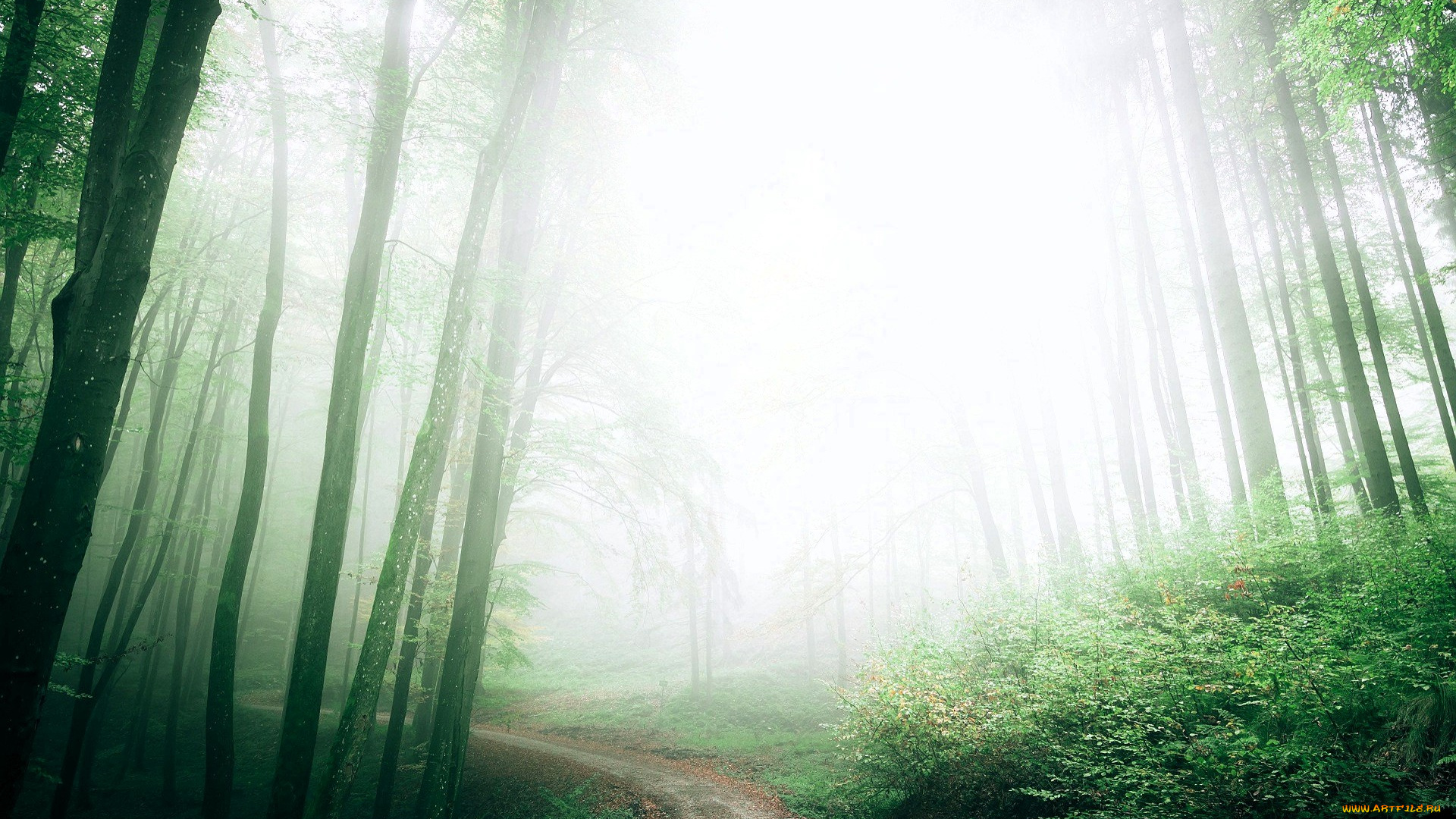 природа, лес, деревья, туман, дорожка, кусты