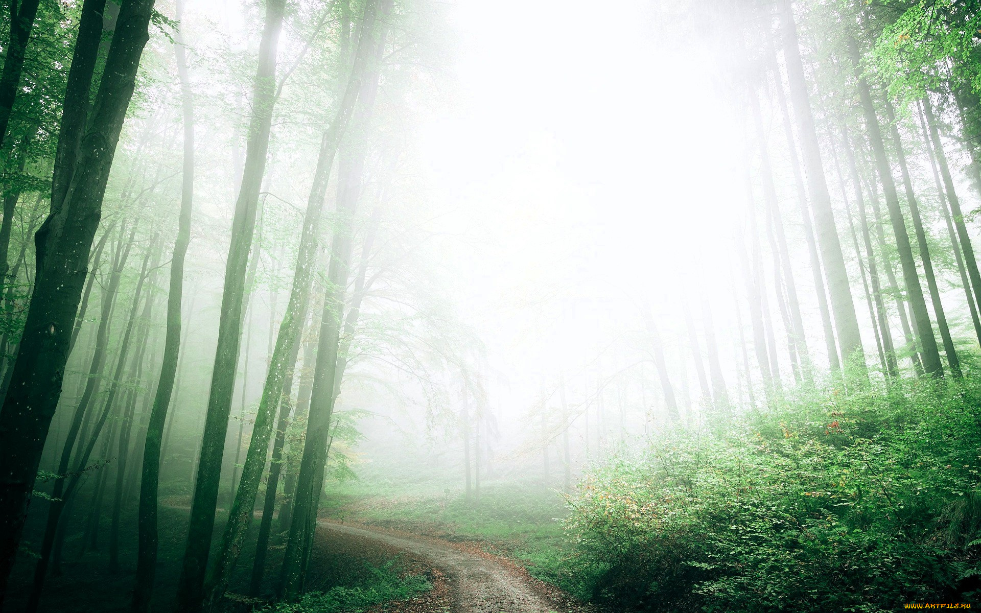 природа, лес, деревья, туман, дорожка, кусты