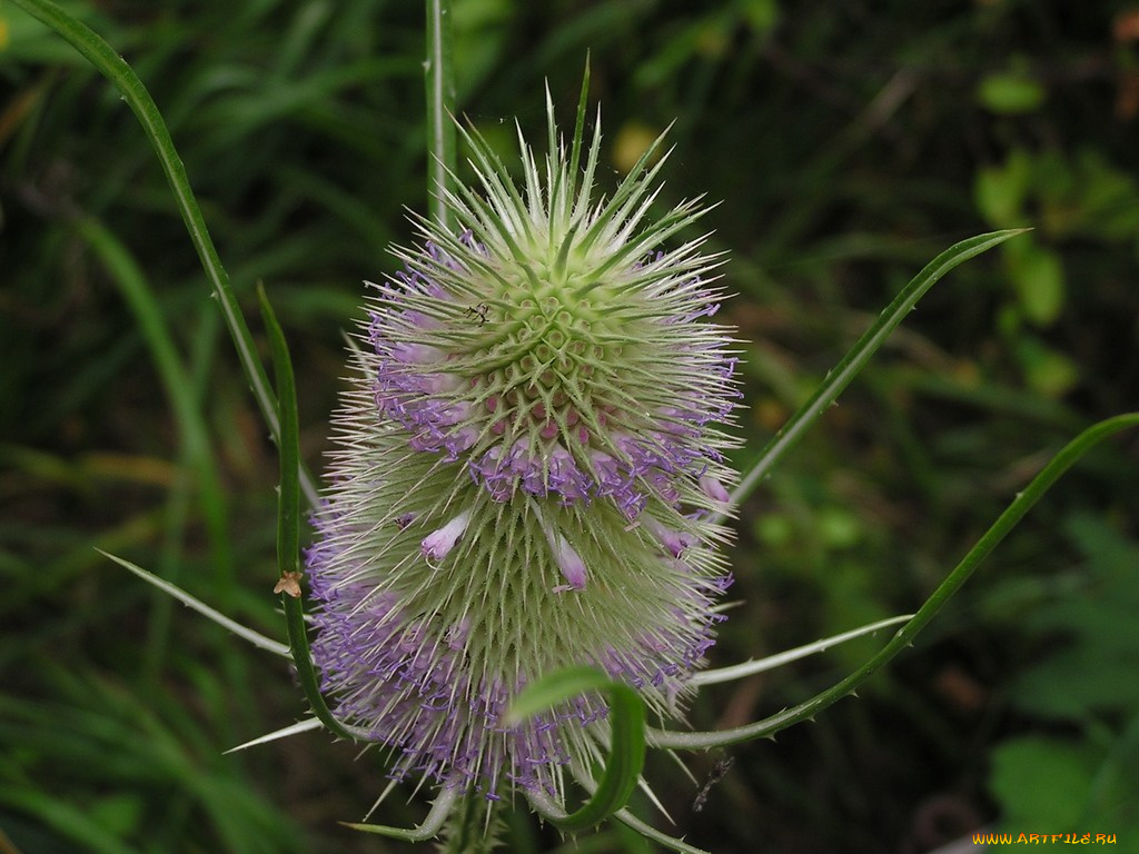цветы, Чертополох, репейник