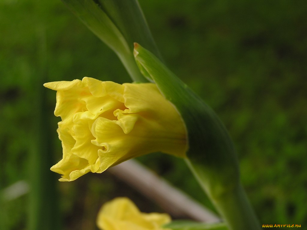 цветы, гладиолусы