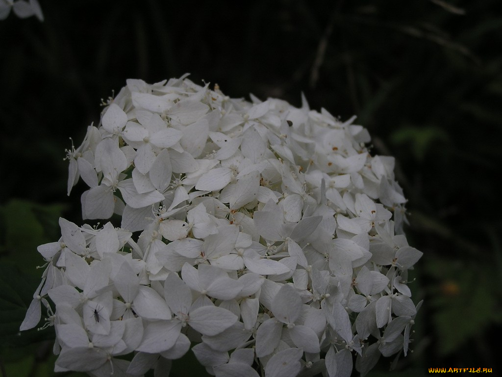 цветы, гортензия