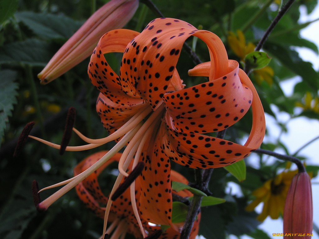 цветы, лилии, лилейники