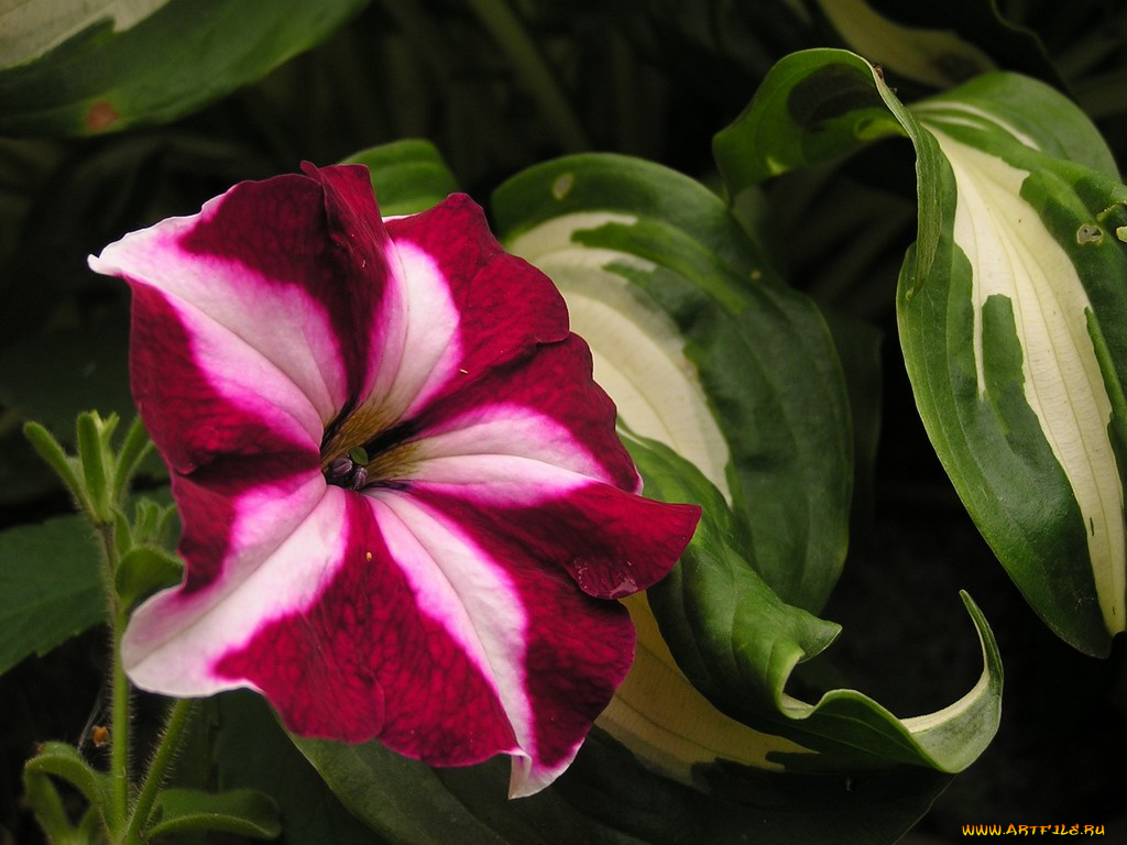 цветы, петунии, калибрахоа