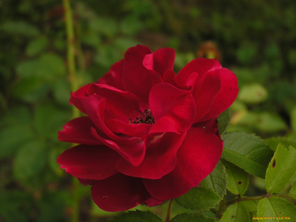 цветы, розы